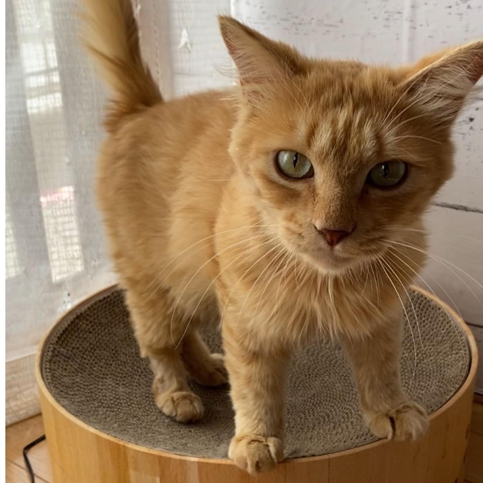pet-image-4