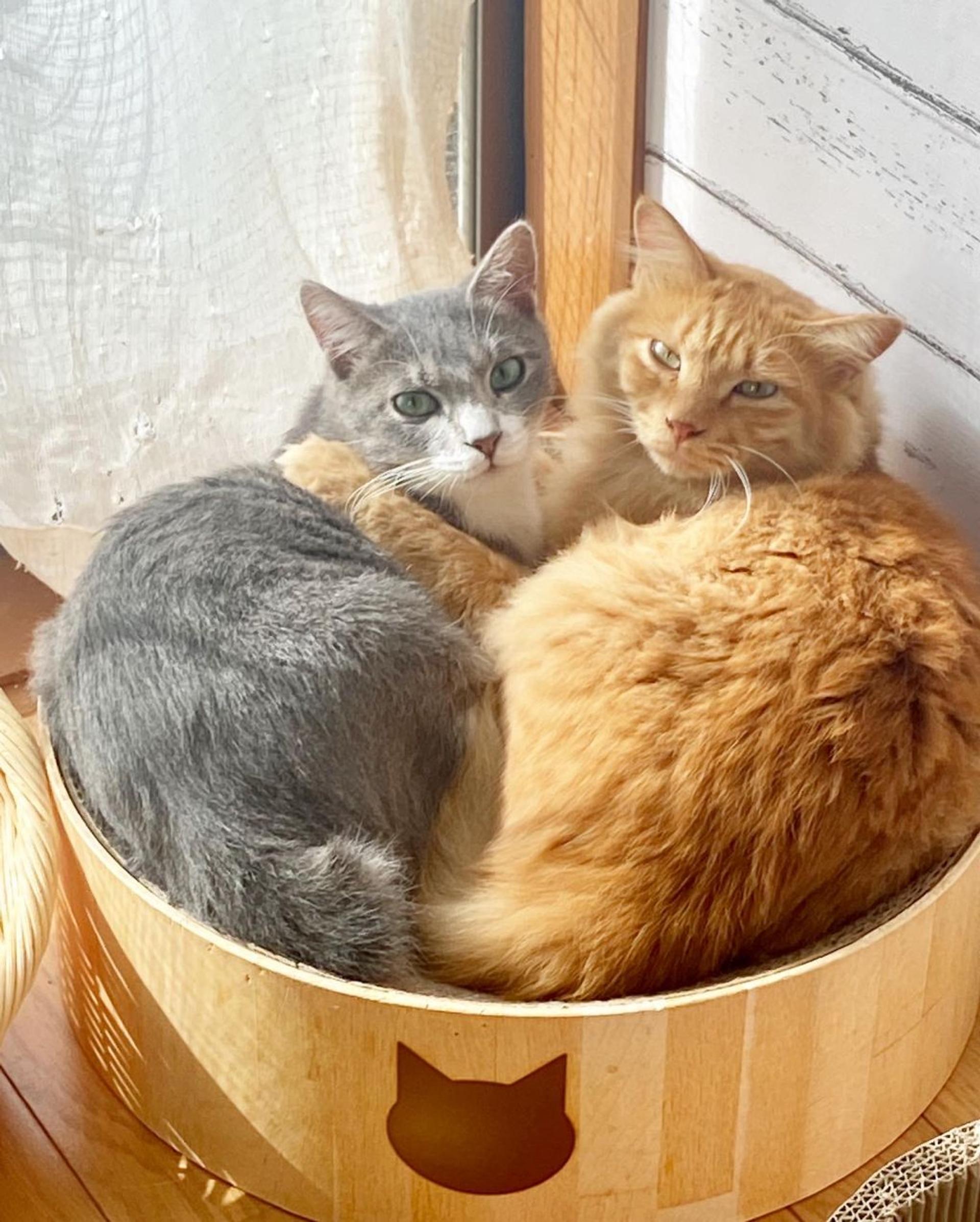 pet-image-7