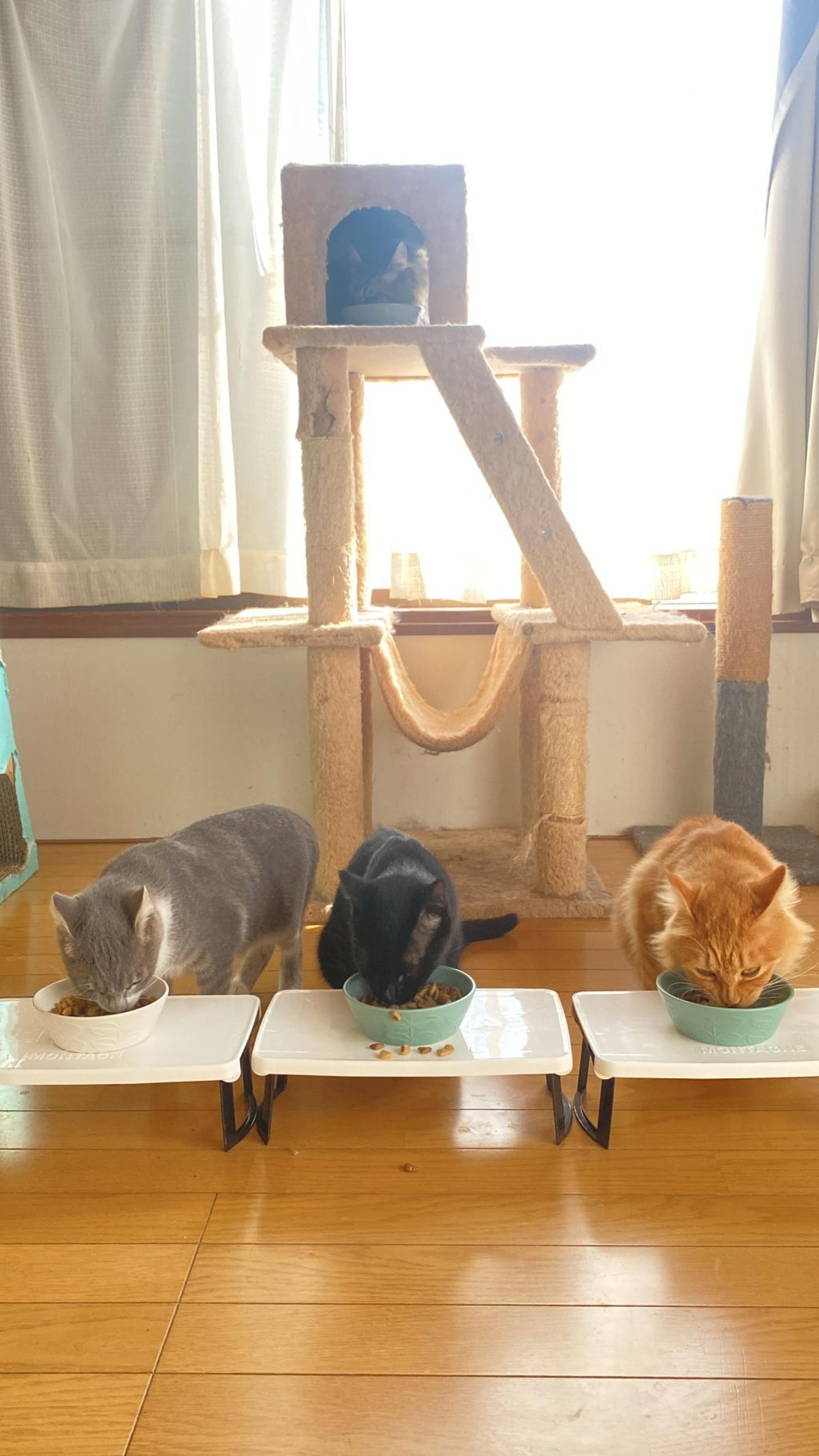 pet-image-8
