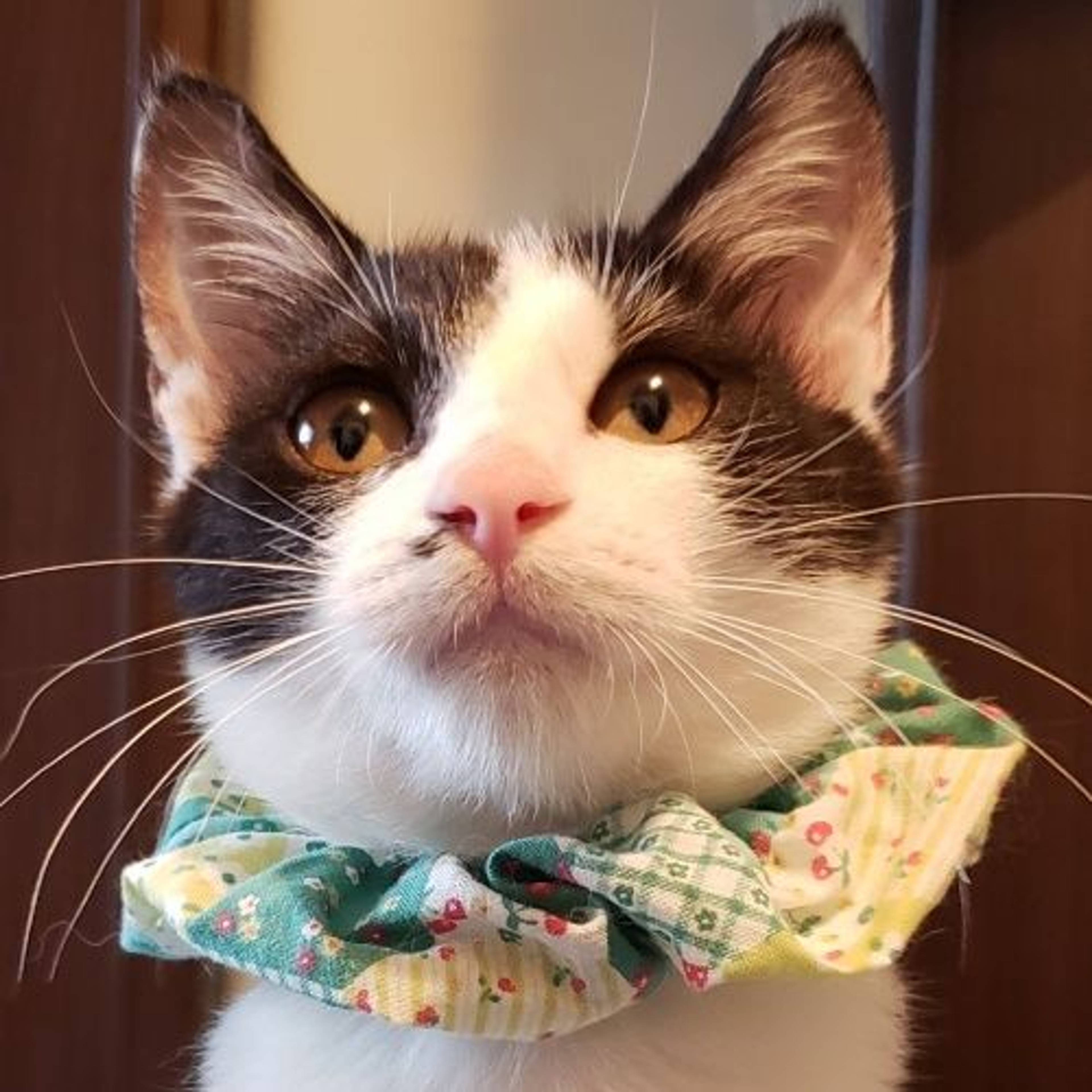 雑種（ミックス猫）・オスの里親募集の写真