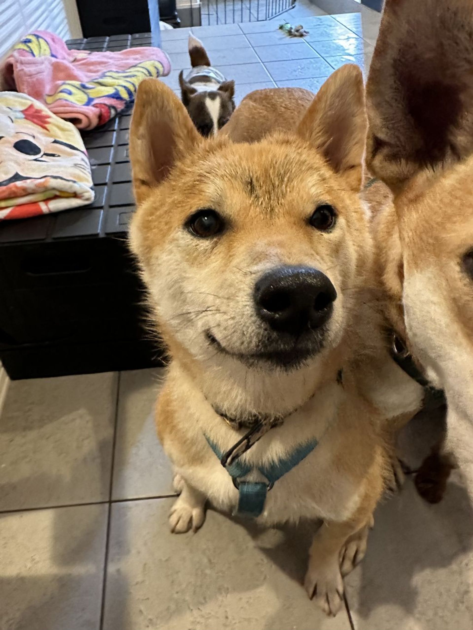 柴犬・オスの里親募集の写真