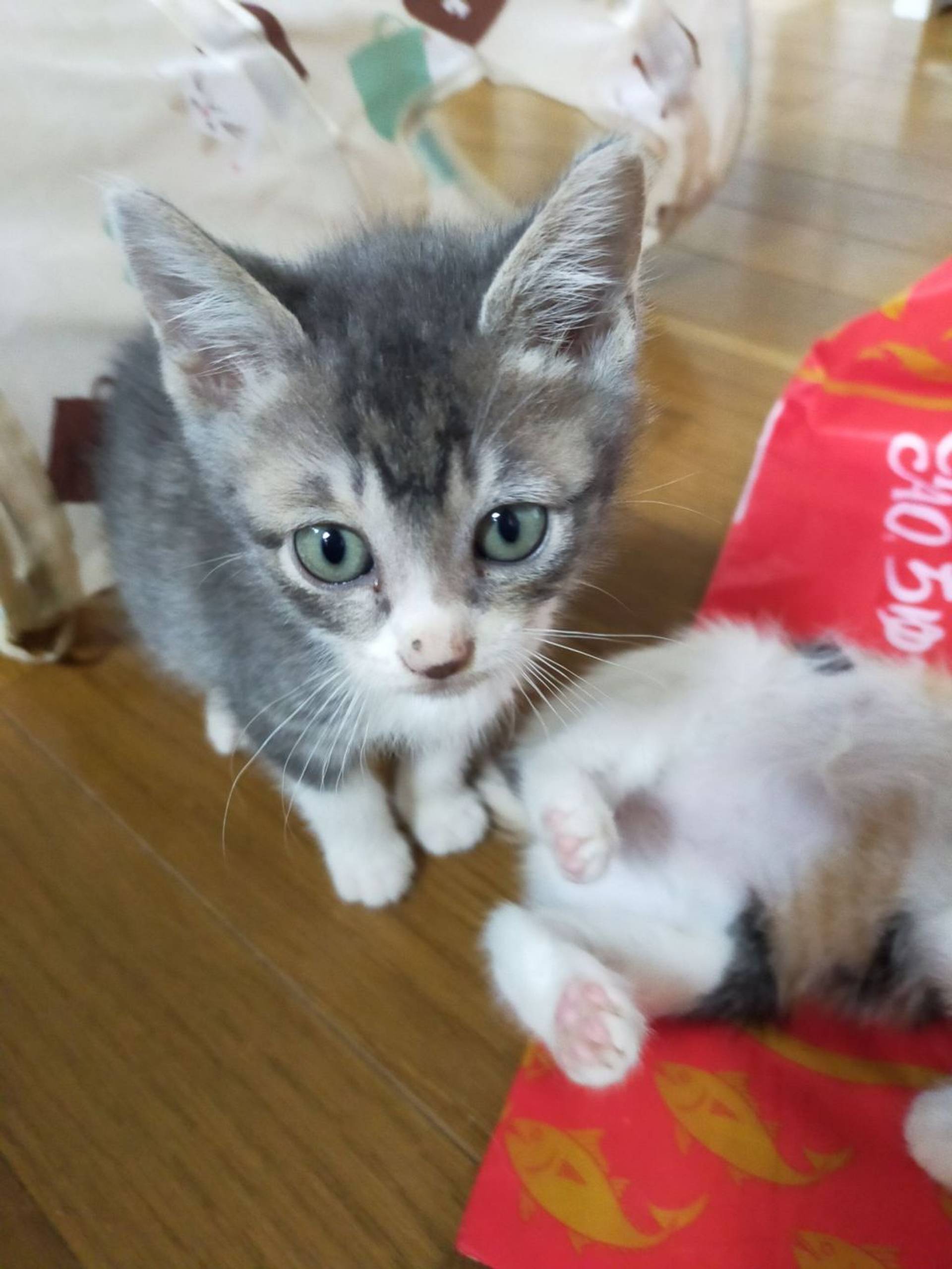 雑種（ミックス猫）・オスの里親募集の写真