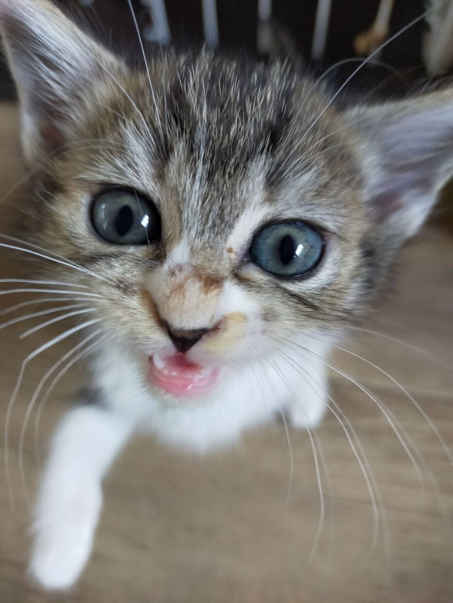 雑種（ミックス猫）・メスの里親募集の写真