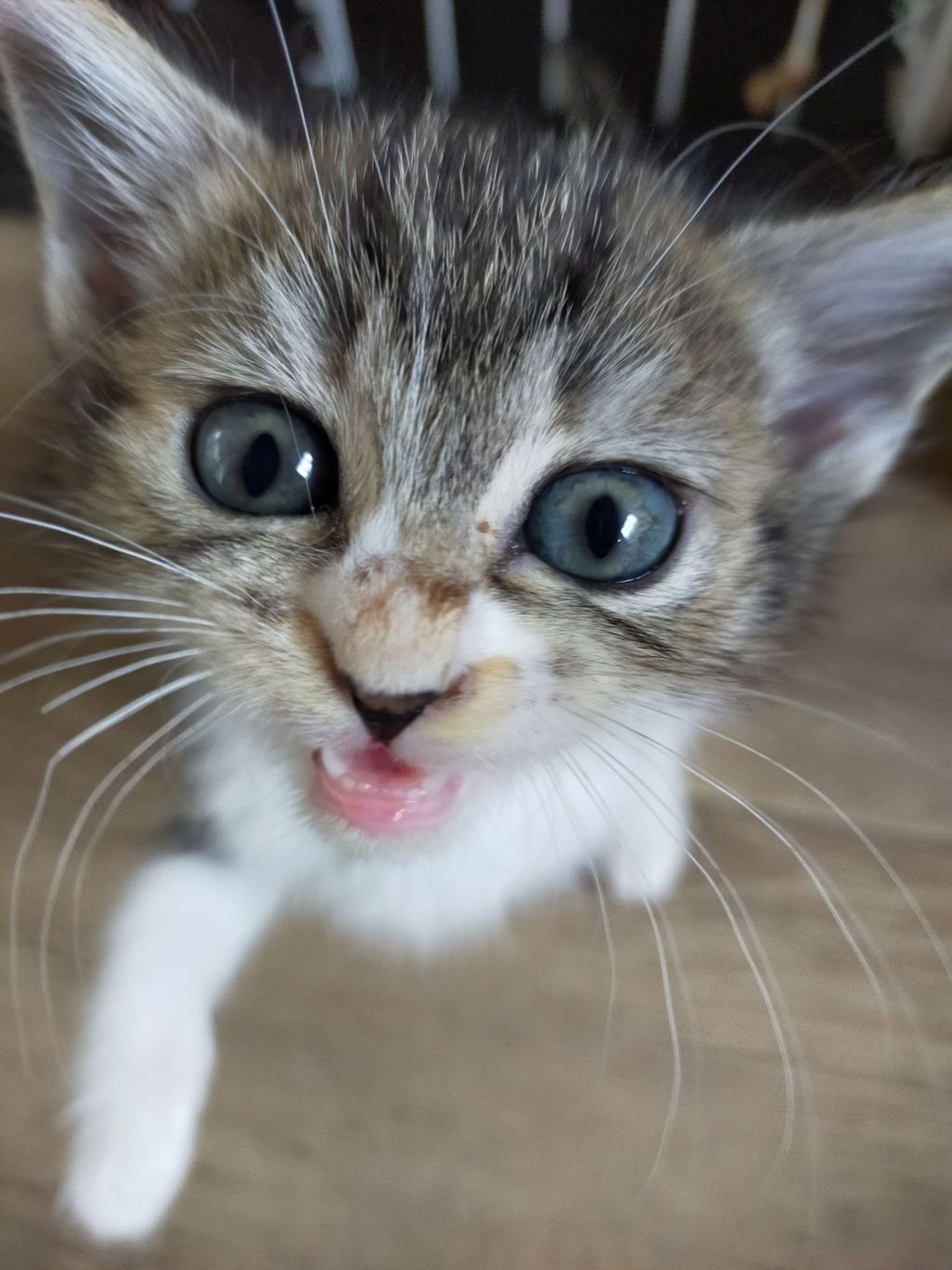 雑種（ミックス猫）・メスの里親募集の写真