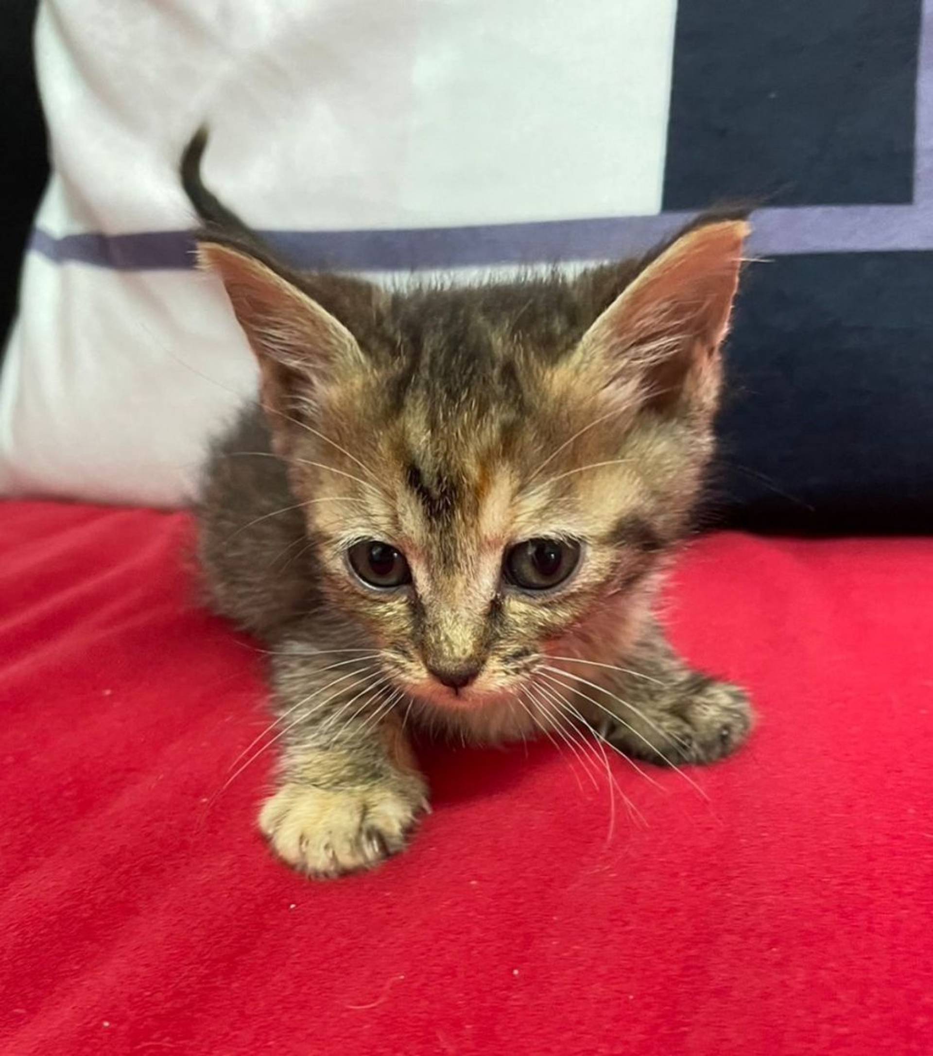 雑種（ミックス猫）・メスの里親募集の写真