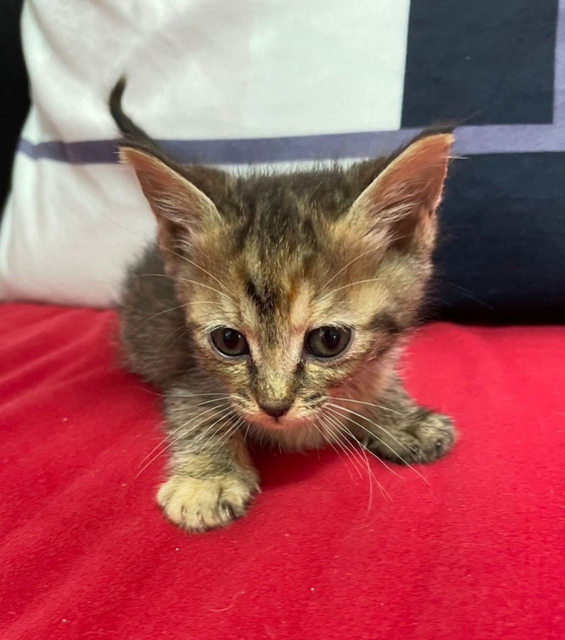 雑種（ミックス猫）・メスの里親募集の写真