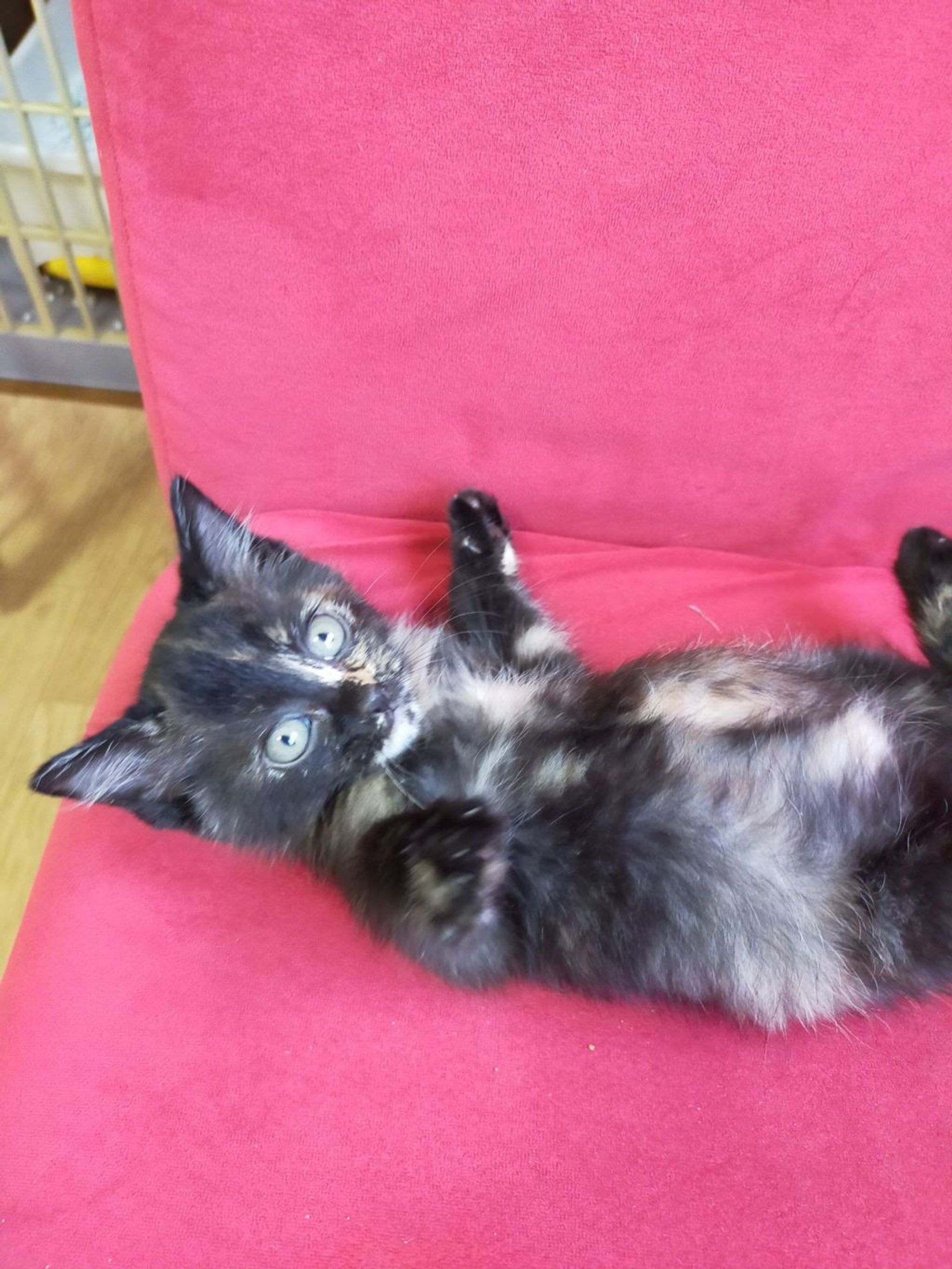 雑種（ミックス猫）・メスの里親募集の写真