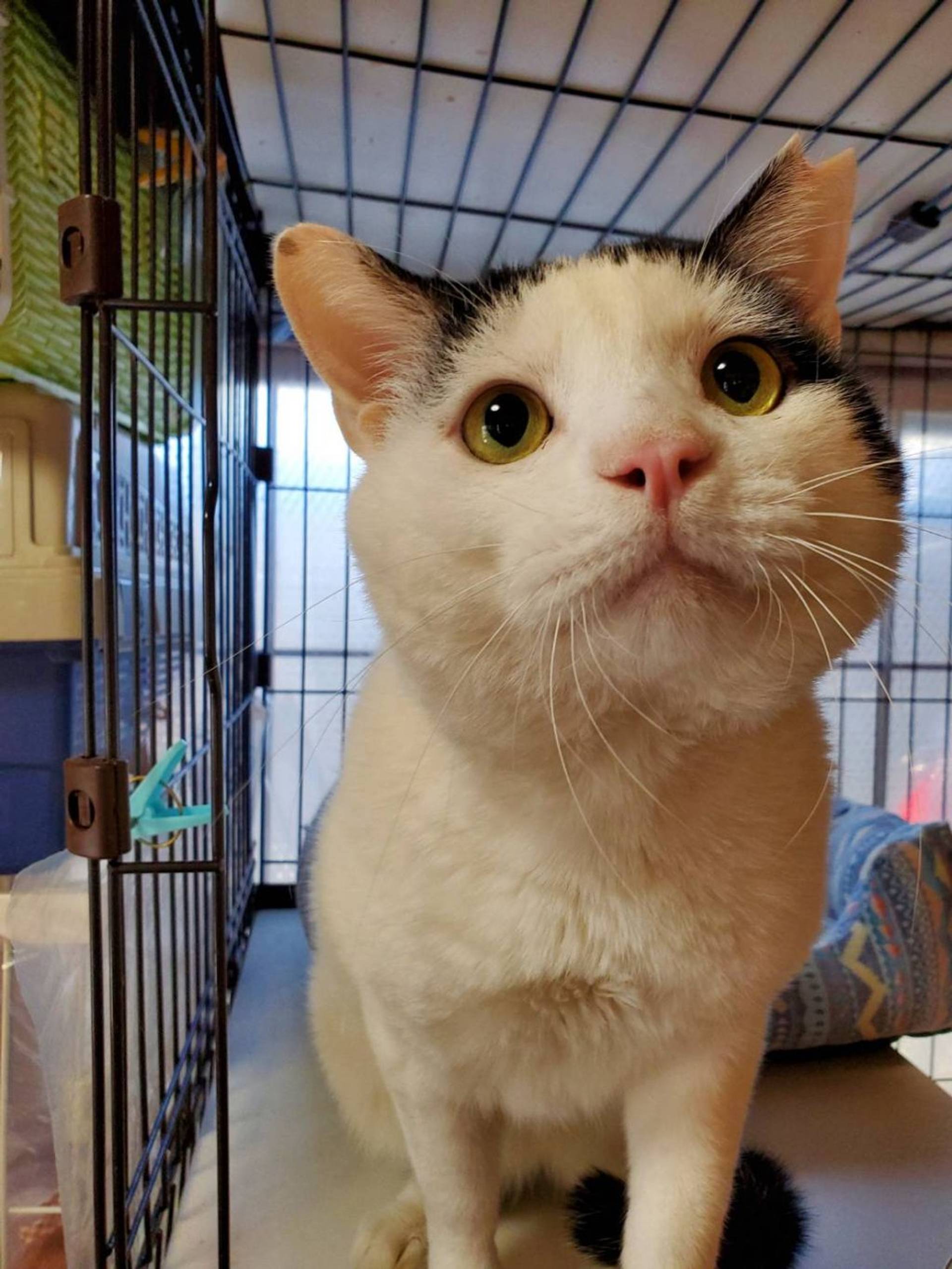 雑種（ミックス猫）・オスの里親募集の写真