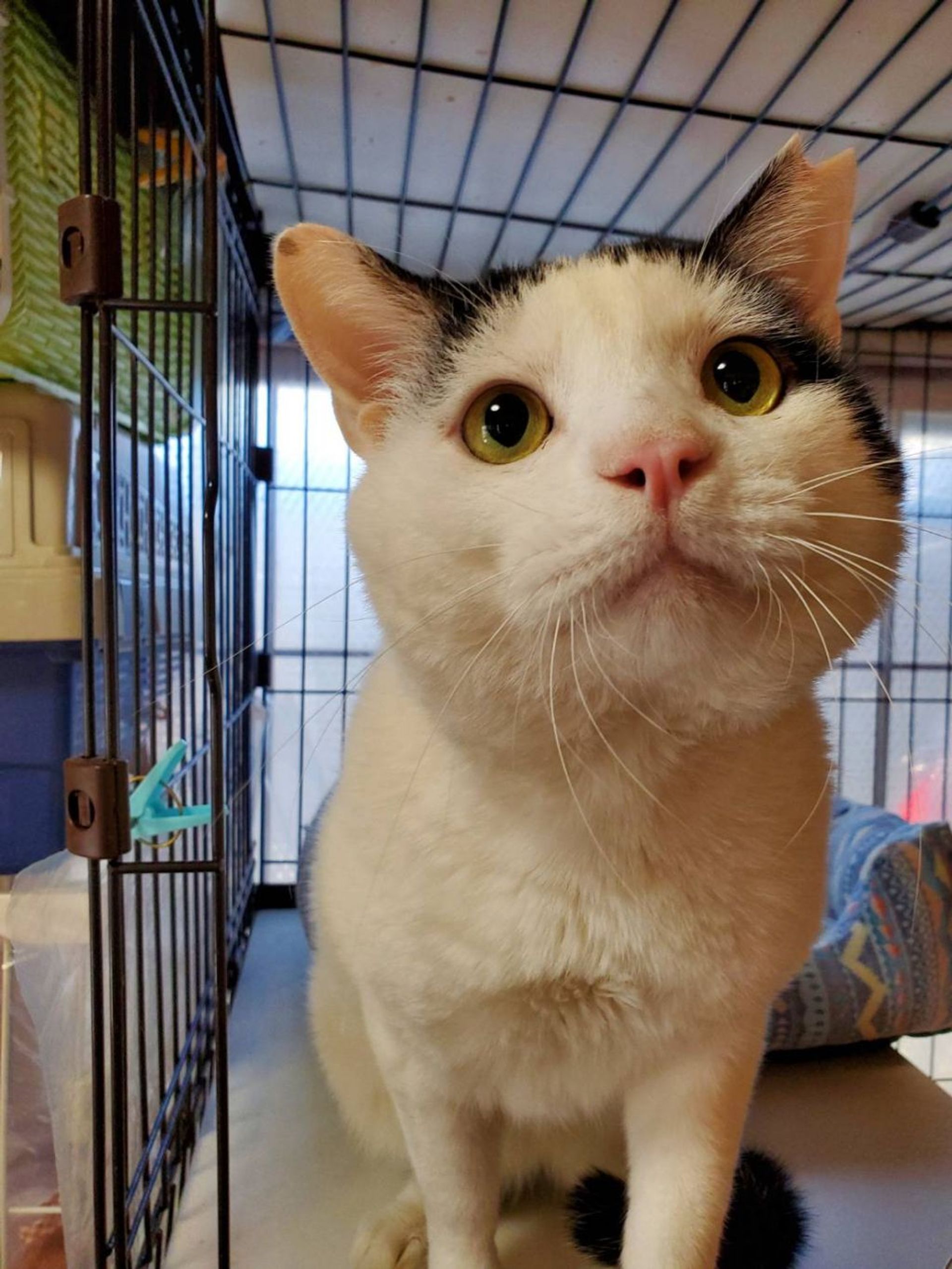 雑種（ミックス猫）・オスの里親募集の写真