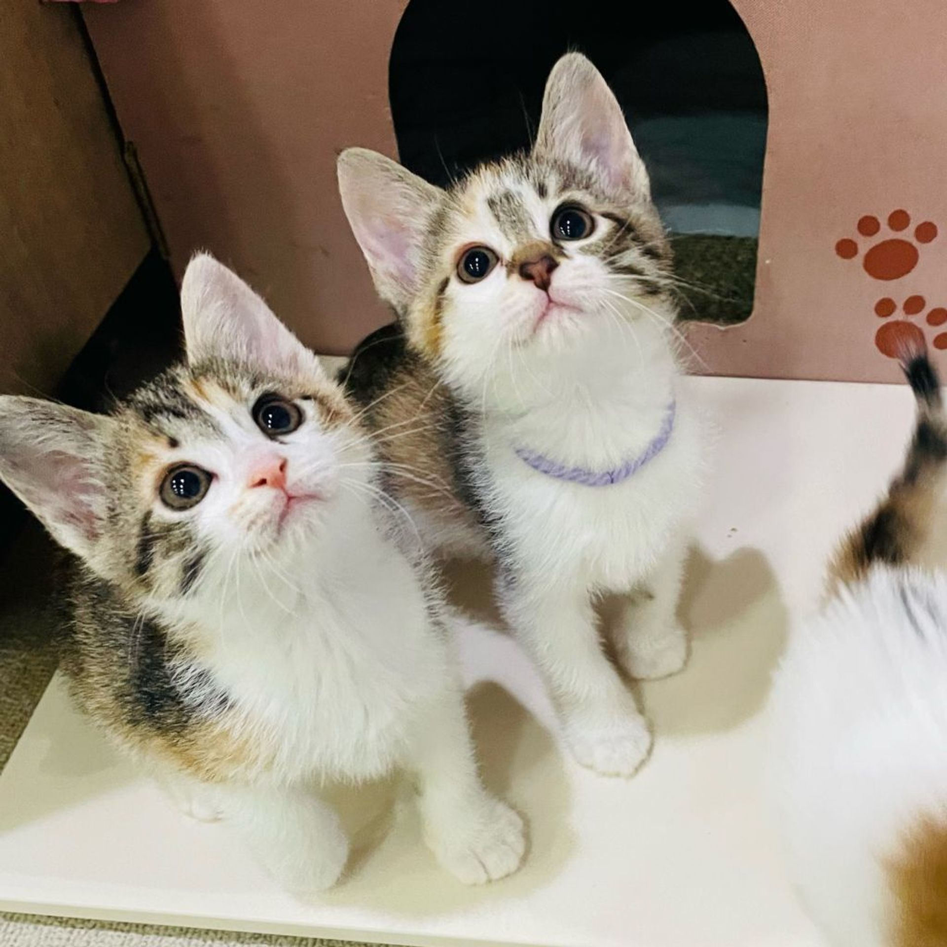 雑種（ミックス猫）・メスの里親募集の写真