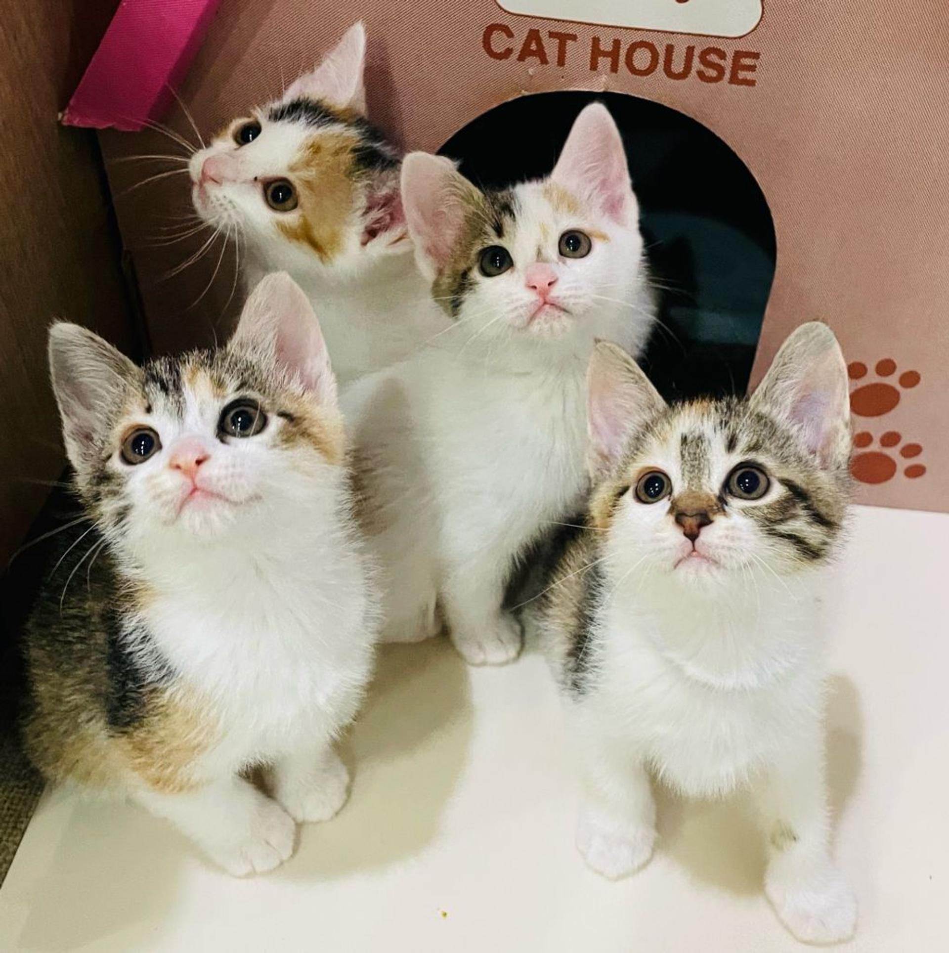 pet-image-2