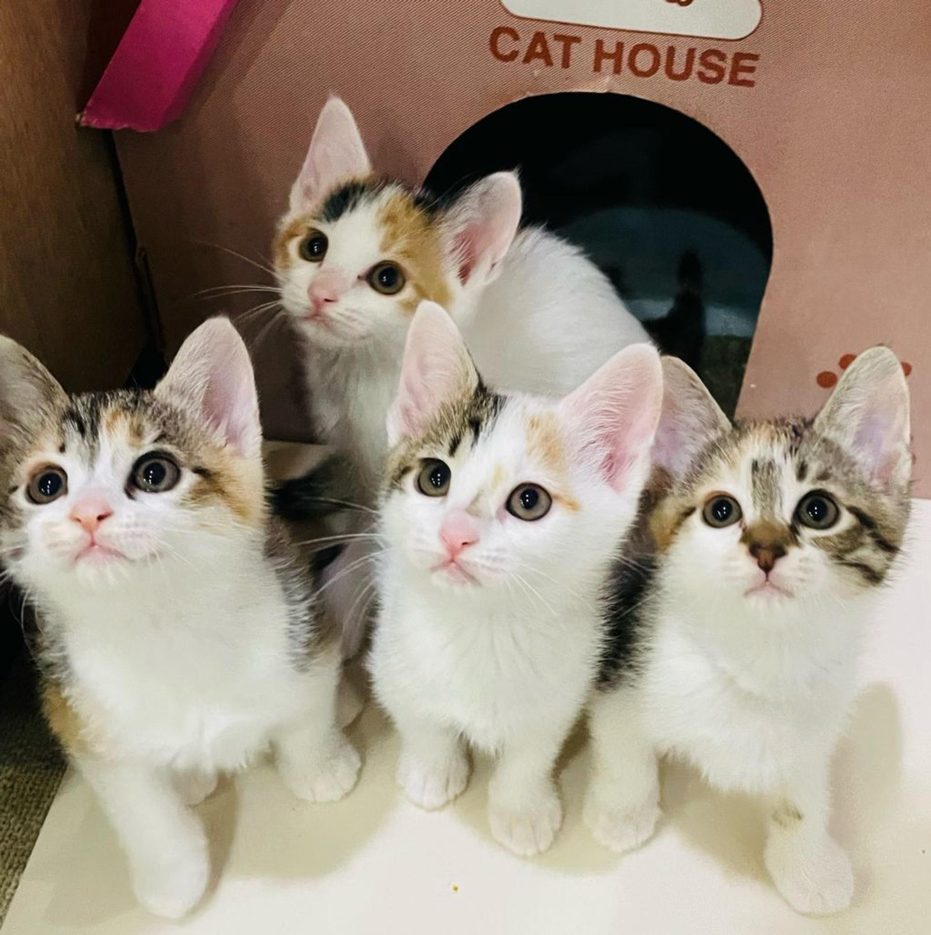 pet-image-4