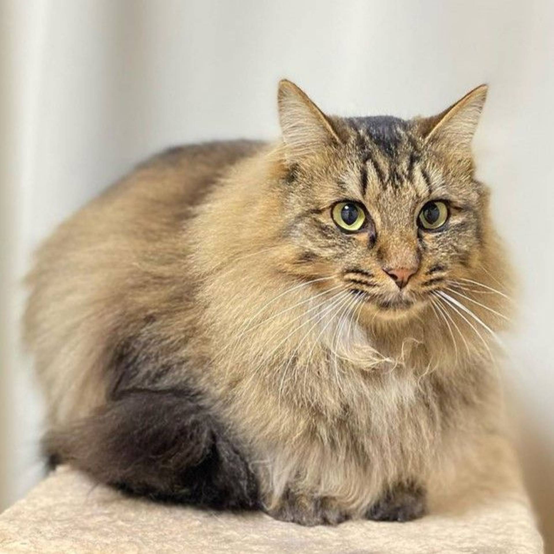 雑種（ミックス猫）・オスの里親募集の写真
