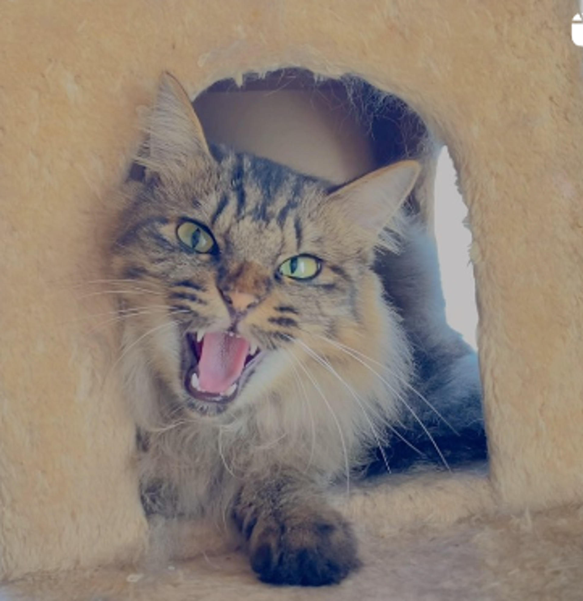 pet-image-4