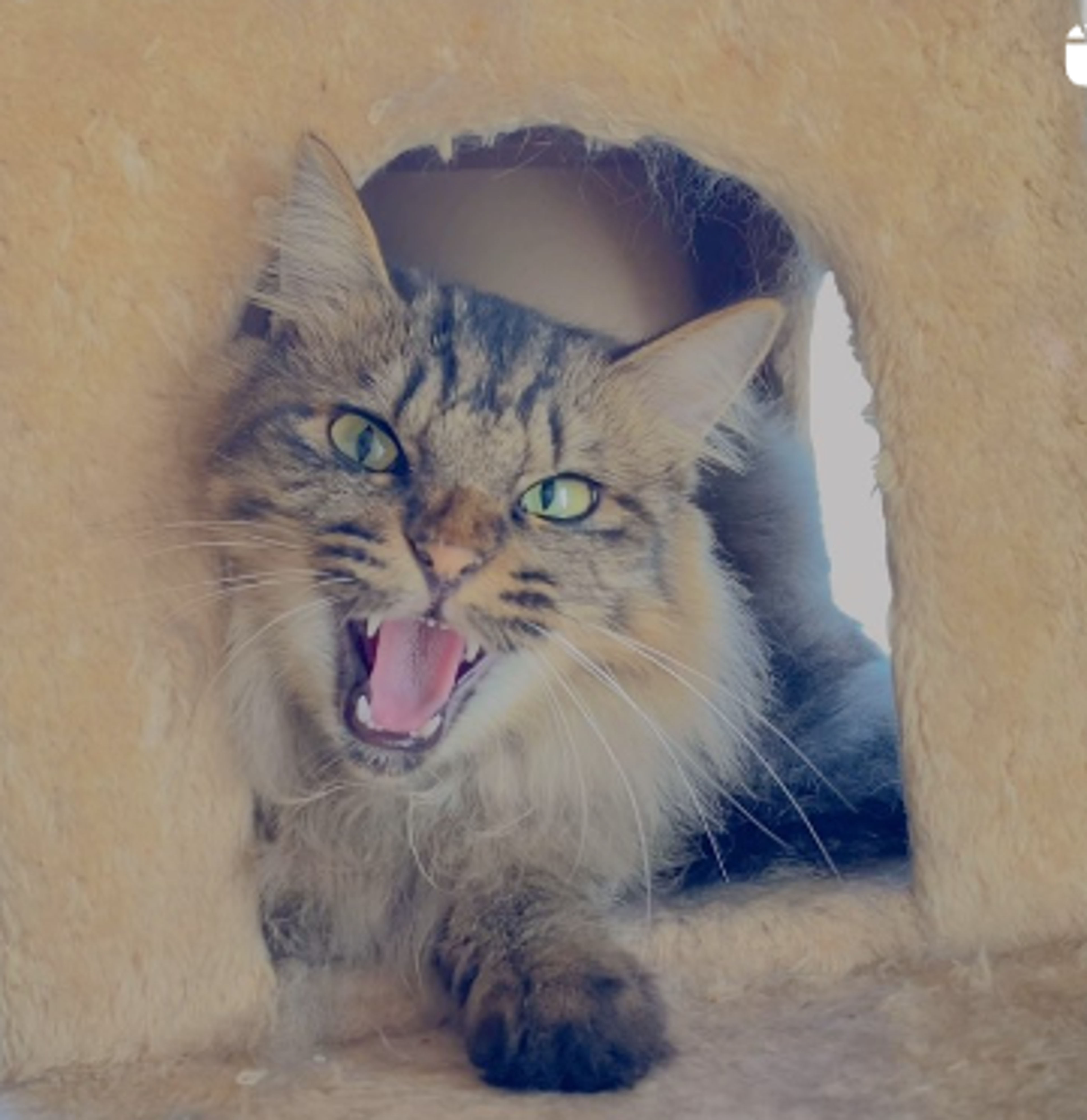 pet-image-4