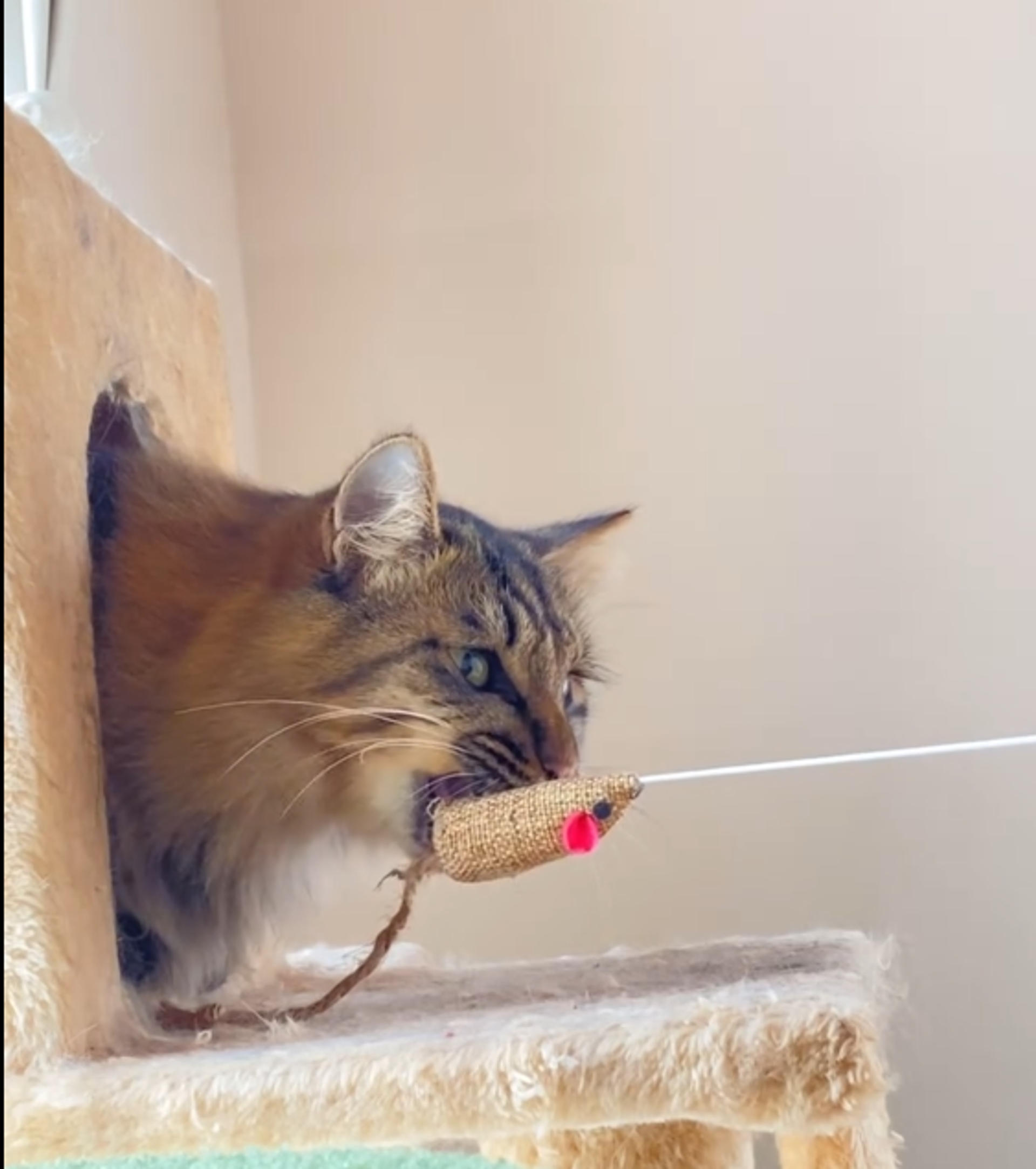 pet-image-6