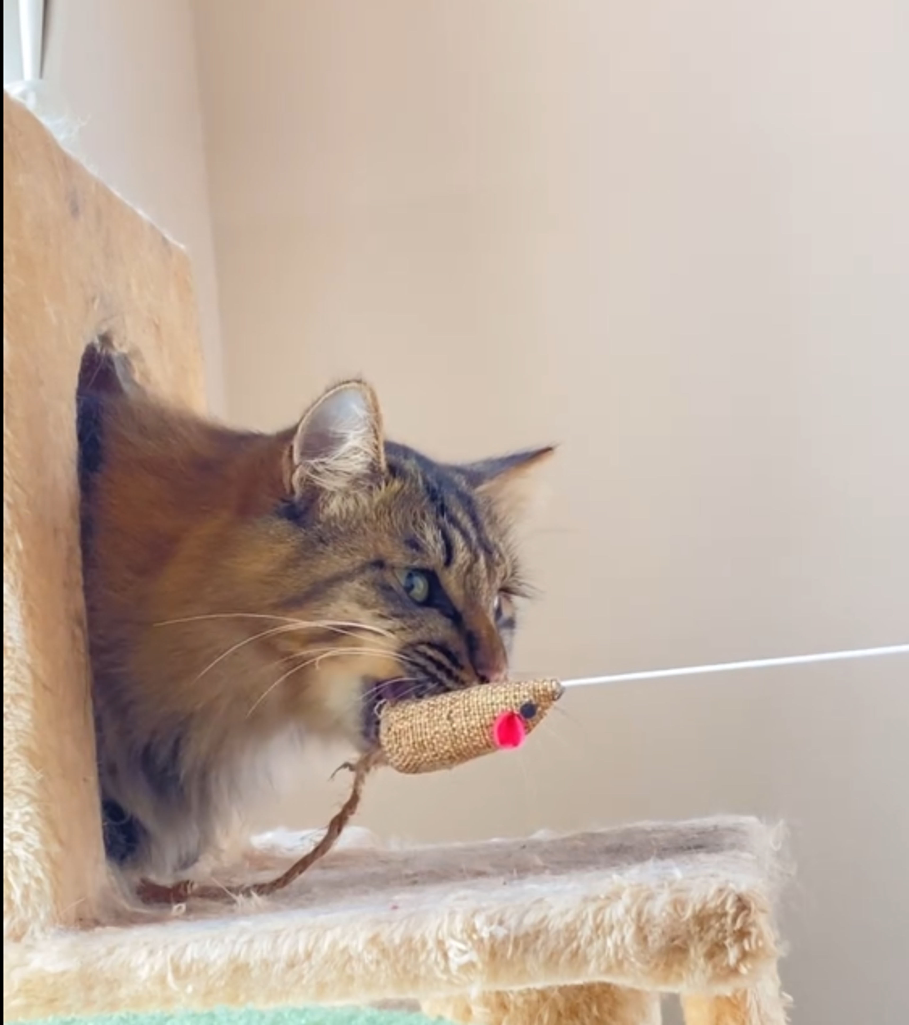 pet-image-6