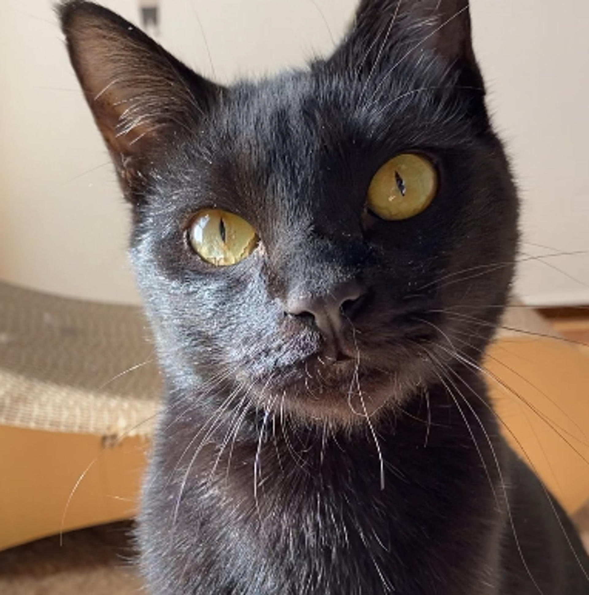 pet-image-9
