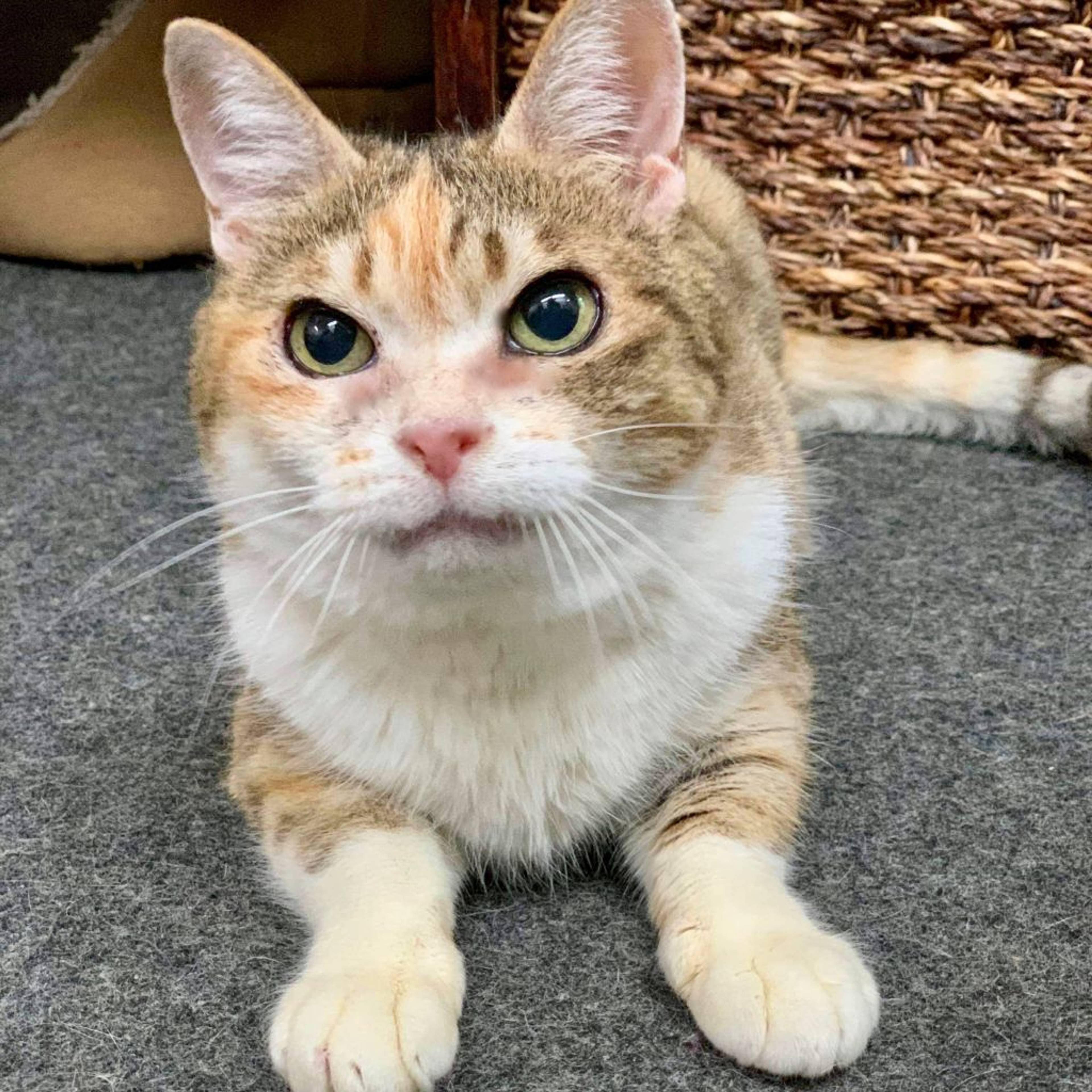 雑種（ミックス猫）・メスの里親募集の写真