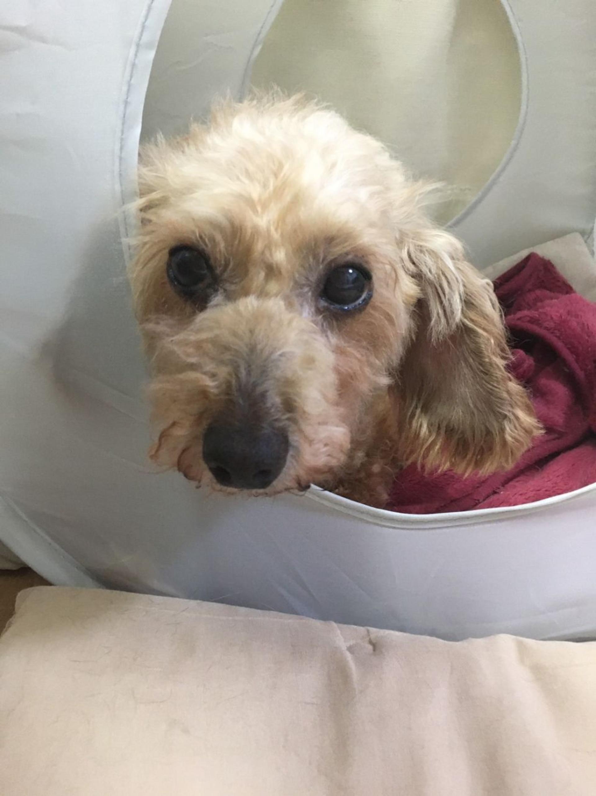 pet-image-2