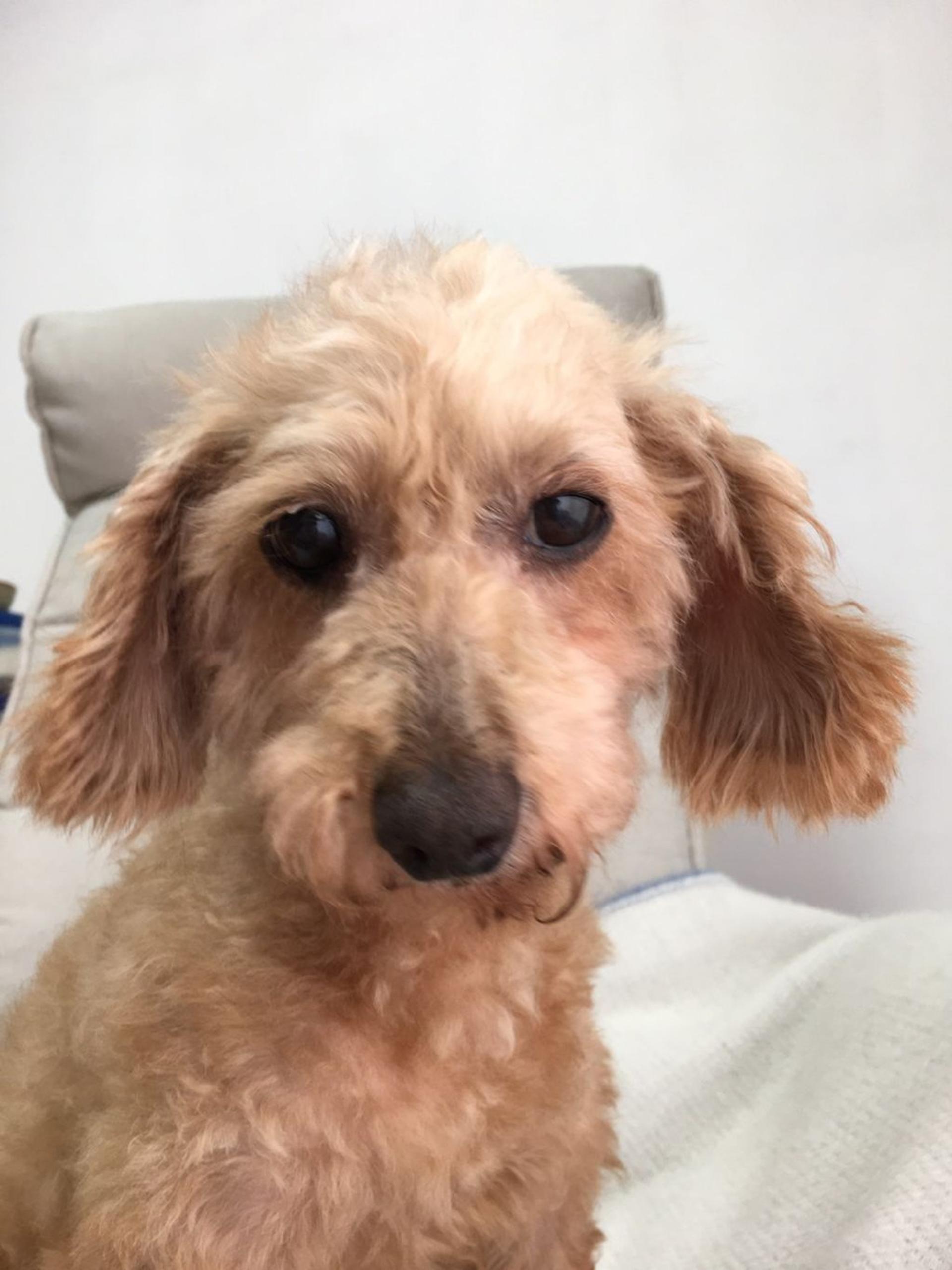 pet-image-4