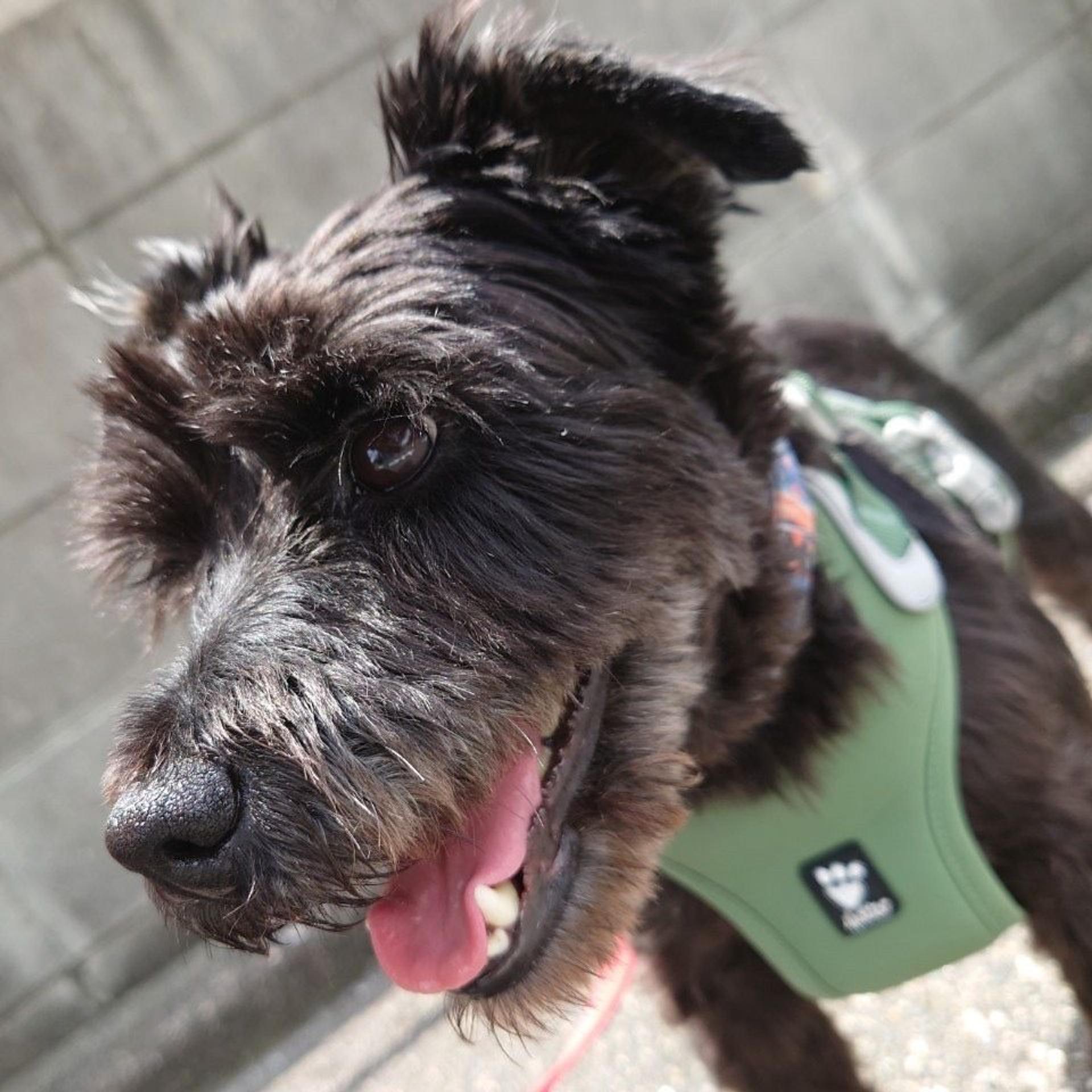 pet-image-3