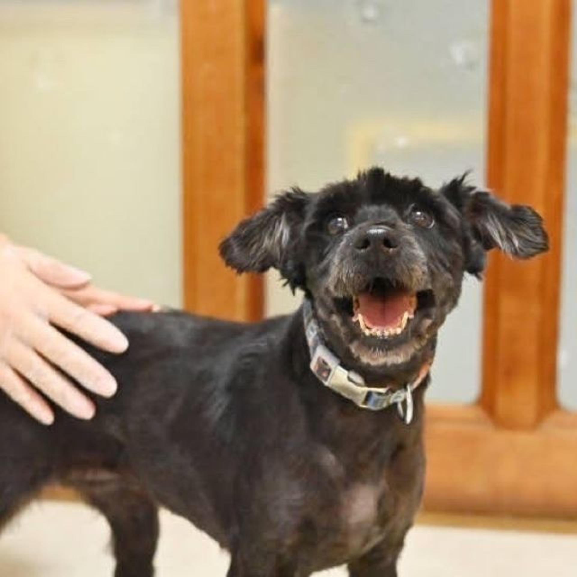 pet-image-5