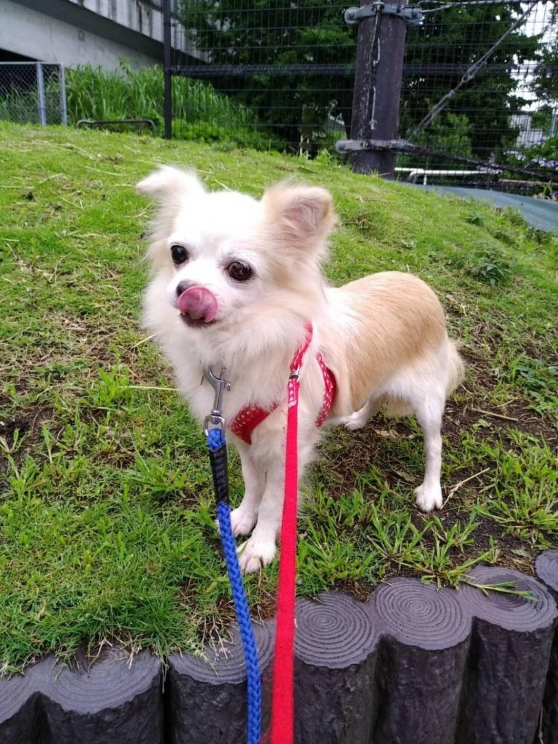 pet-image-3