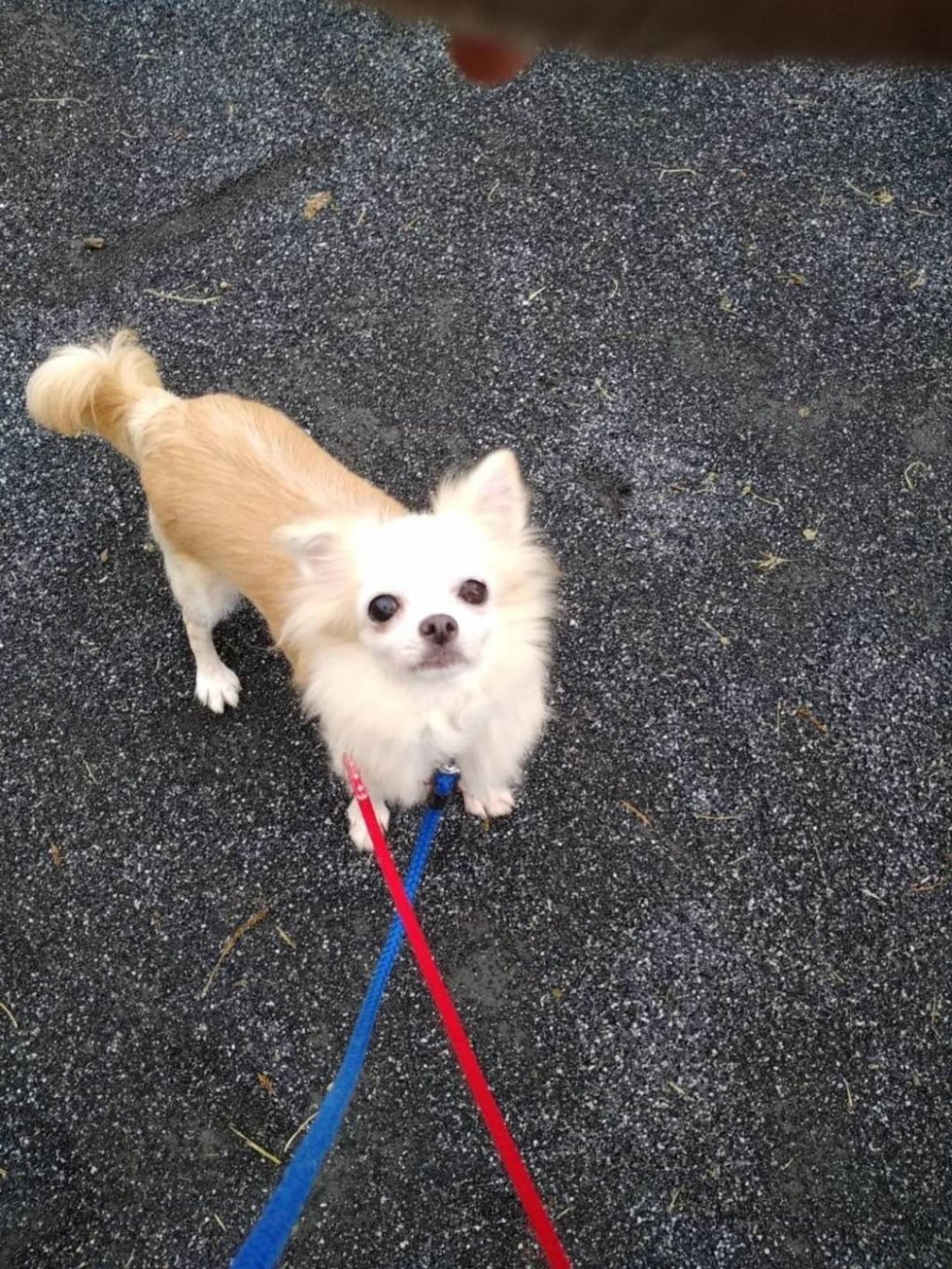 pet-image-5