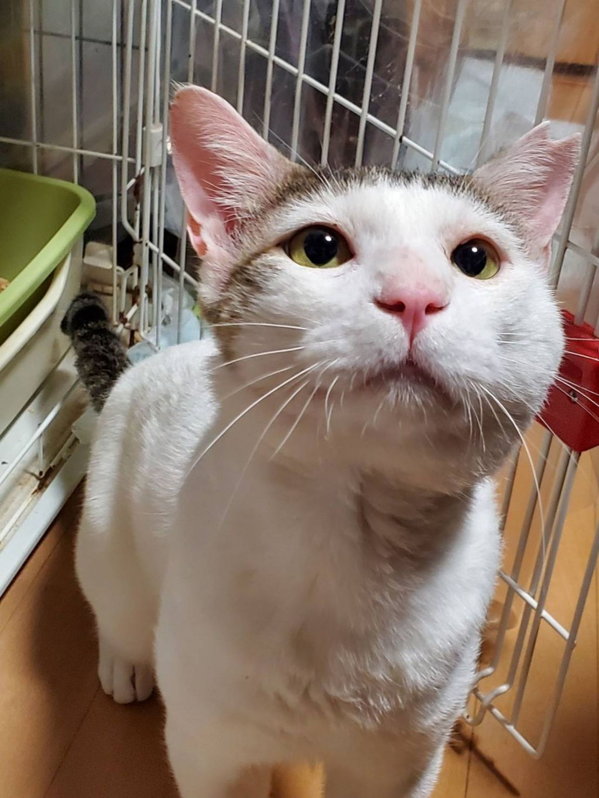 雑種（ミックス猫）・オスの里親募集の写真