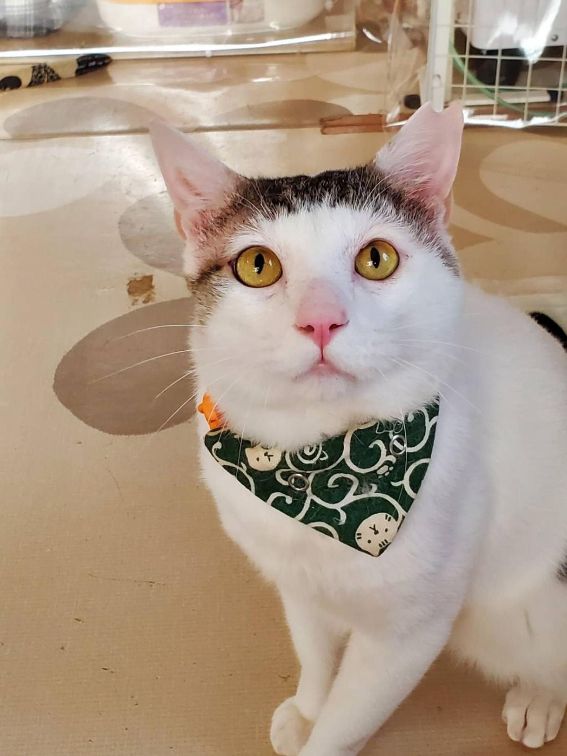 pet-image-3