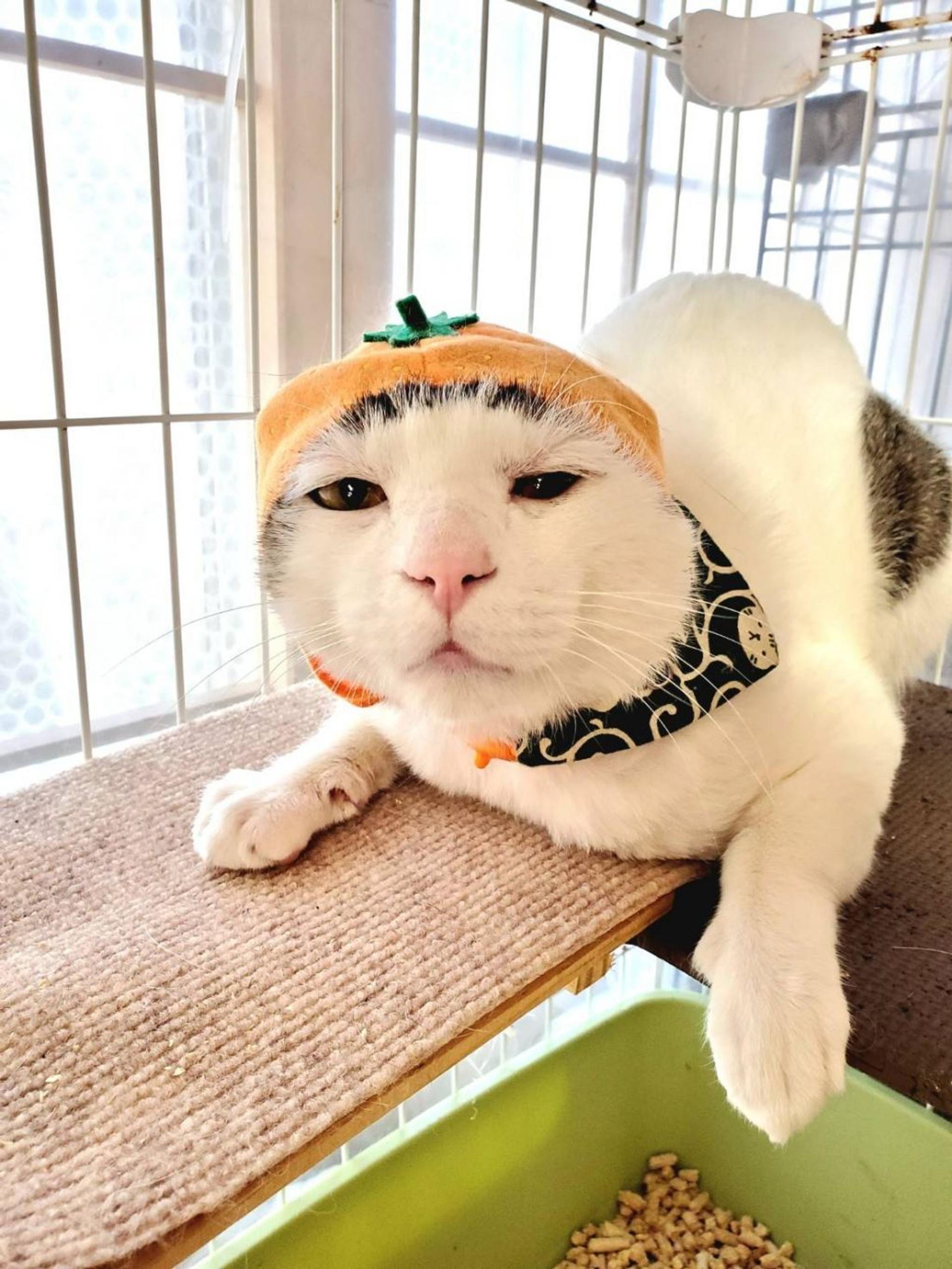 pet-image-5