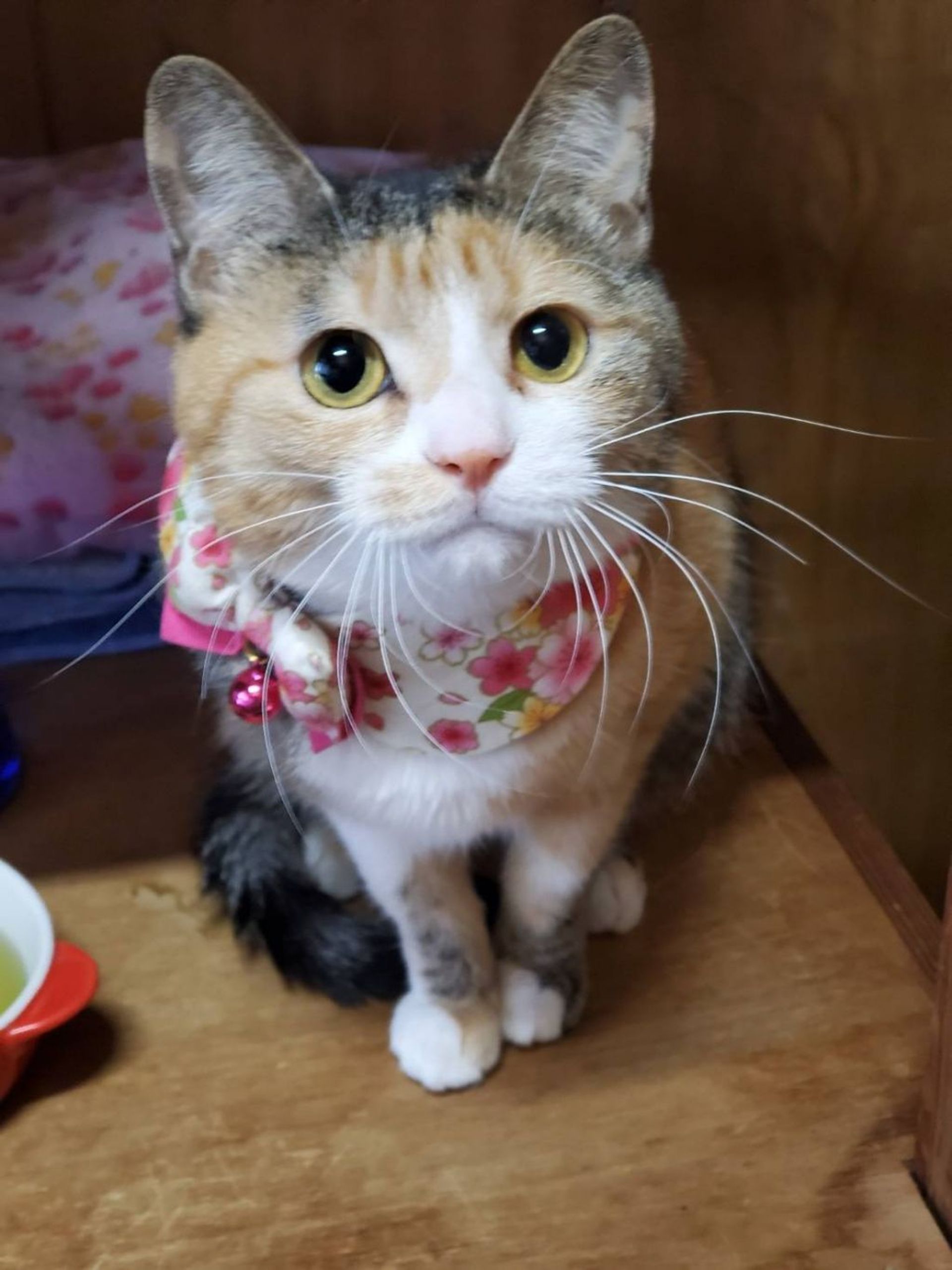 雑種（ミックス猫）・メスの里親募集の写真