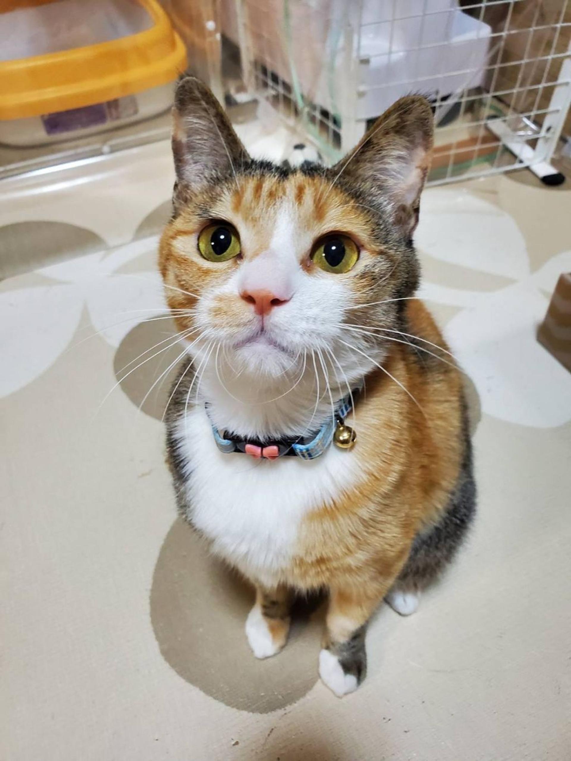 pet-image-4