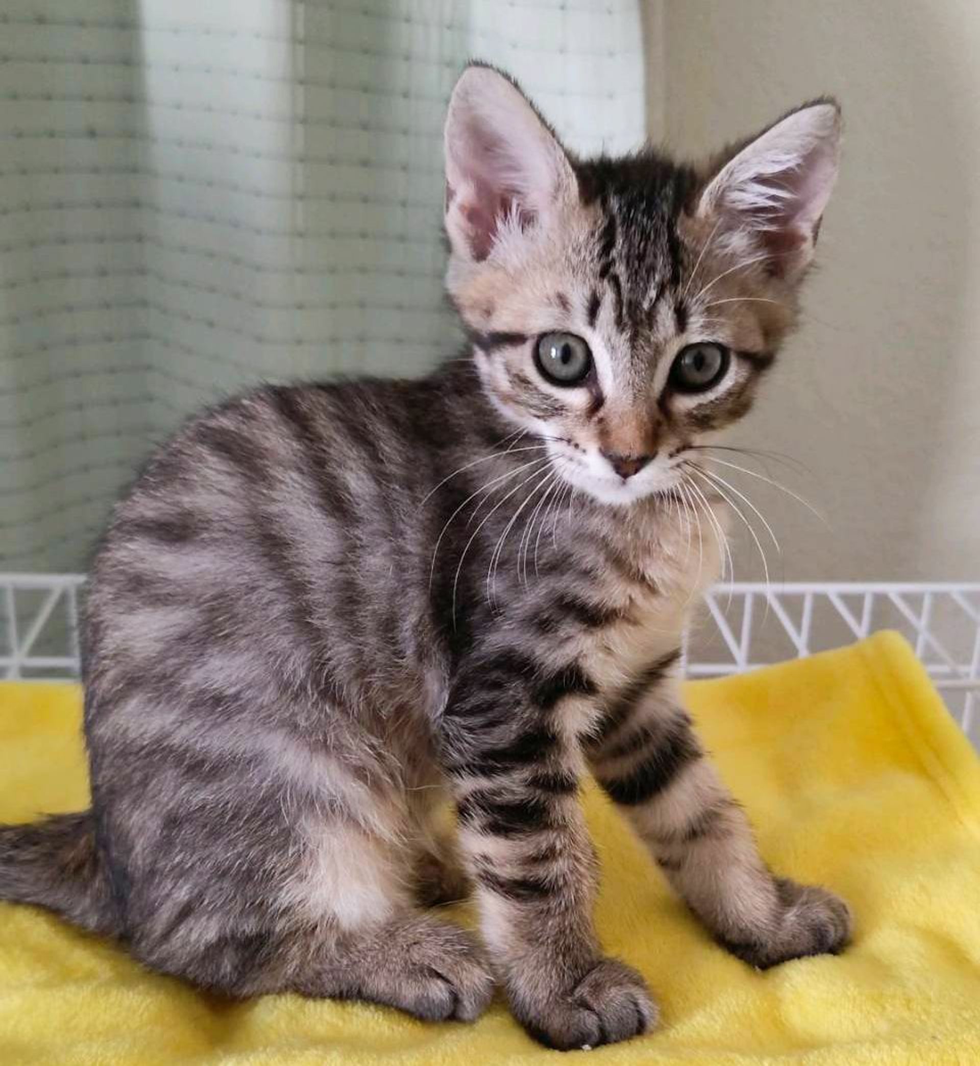 雑種（ミックス猫）・オスの里親募集の写真