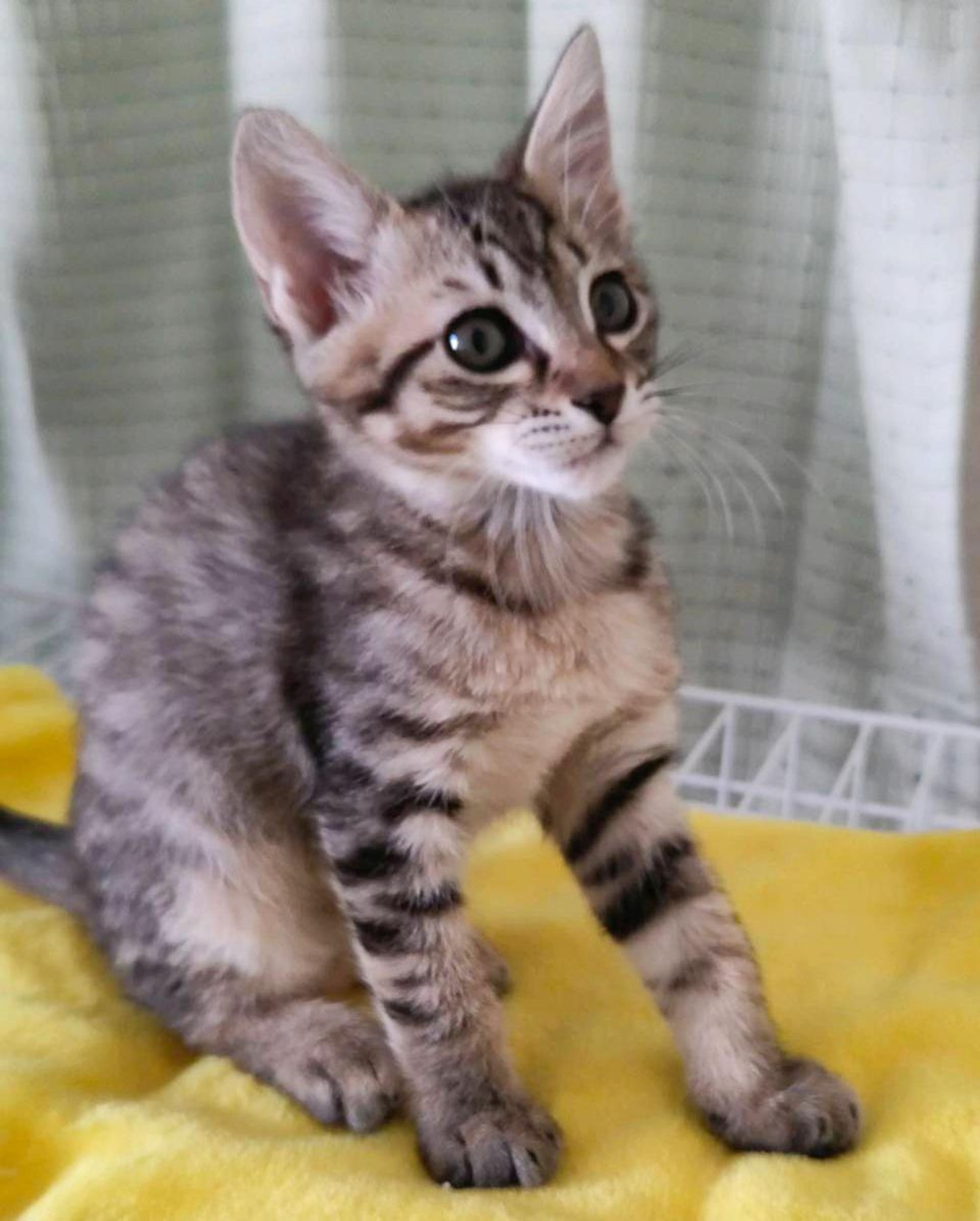 pet-image-3