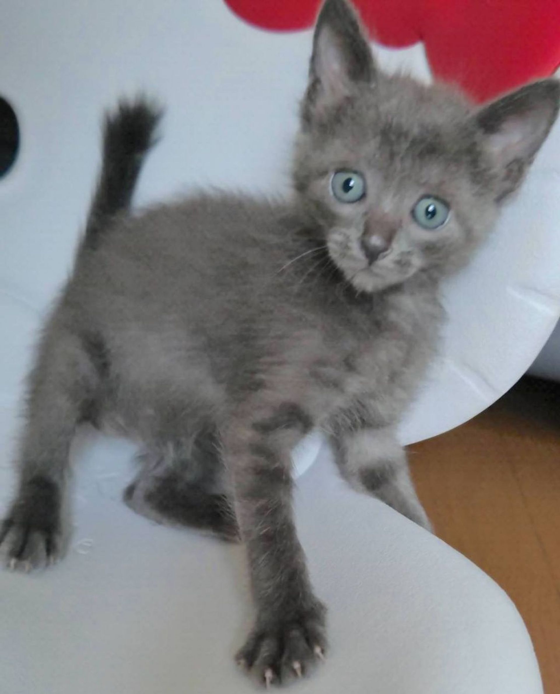 雑種（ミックス猫）・メスの里親募集の写真