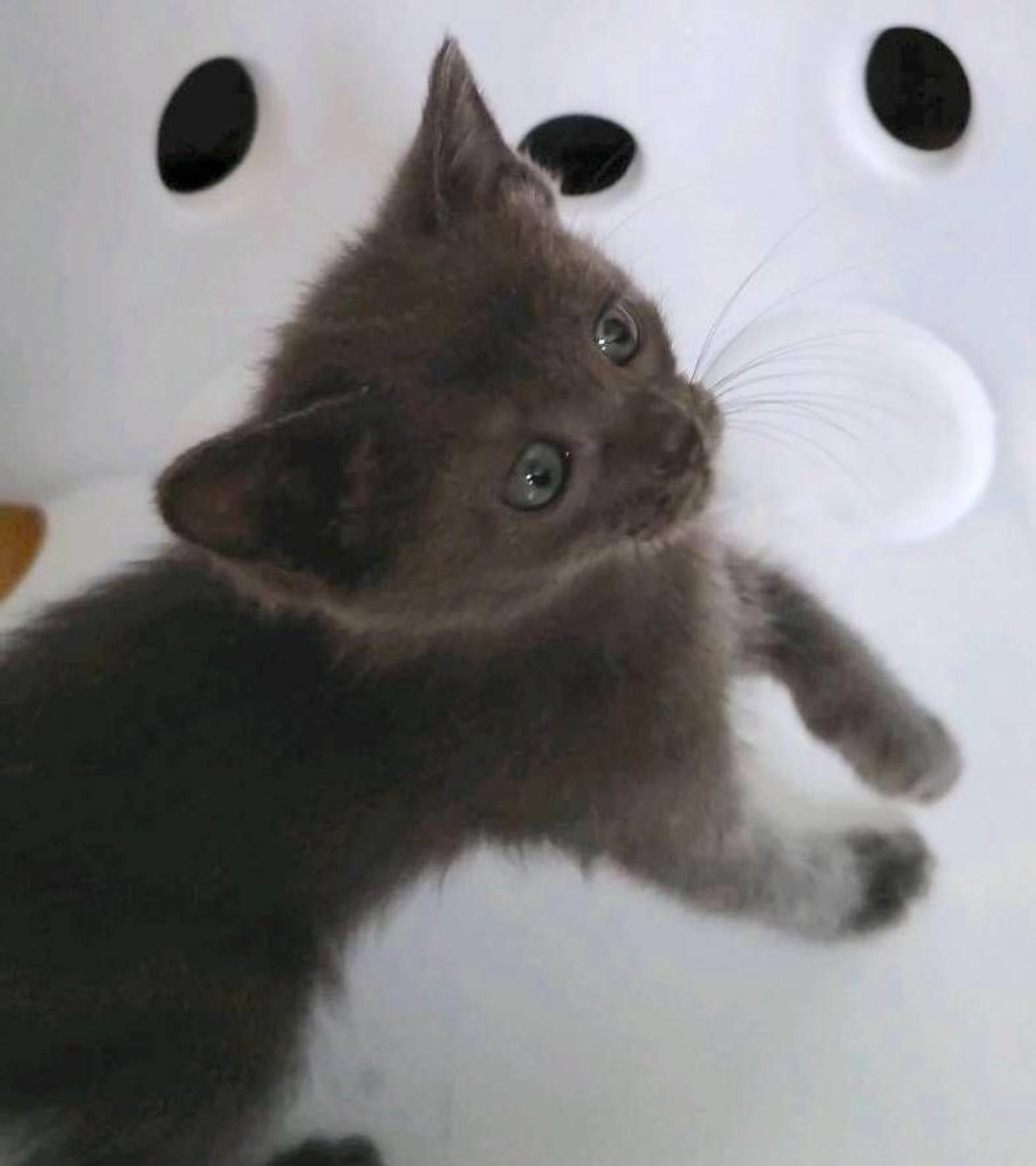 pet-image-2