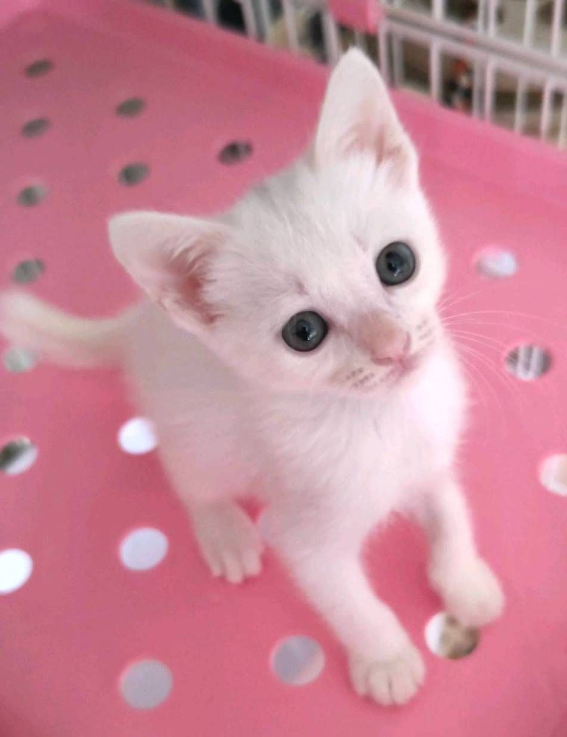 雑種（ミックス猫）・メスの里親募集の写真