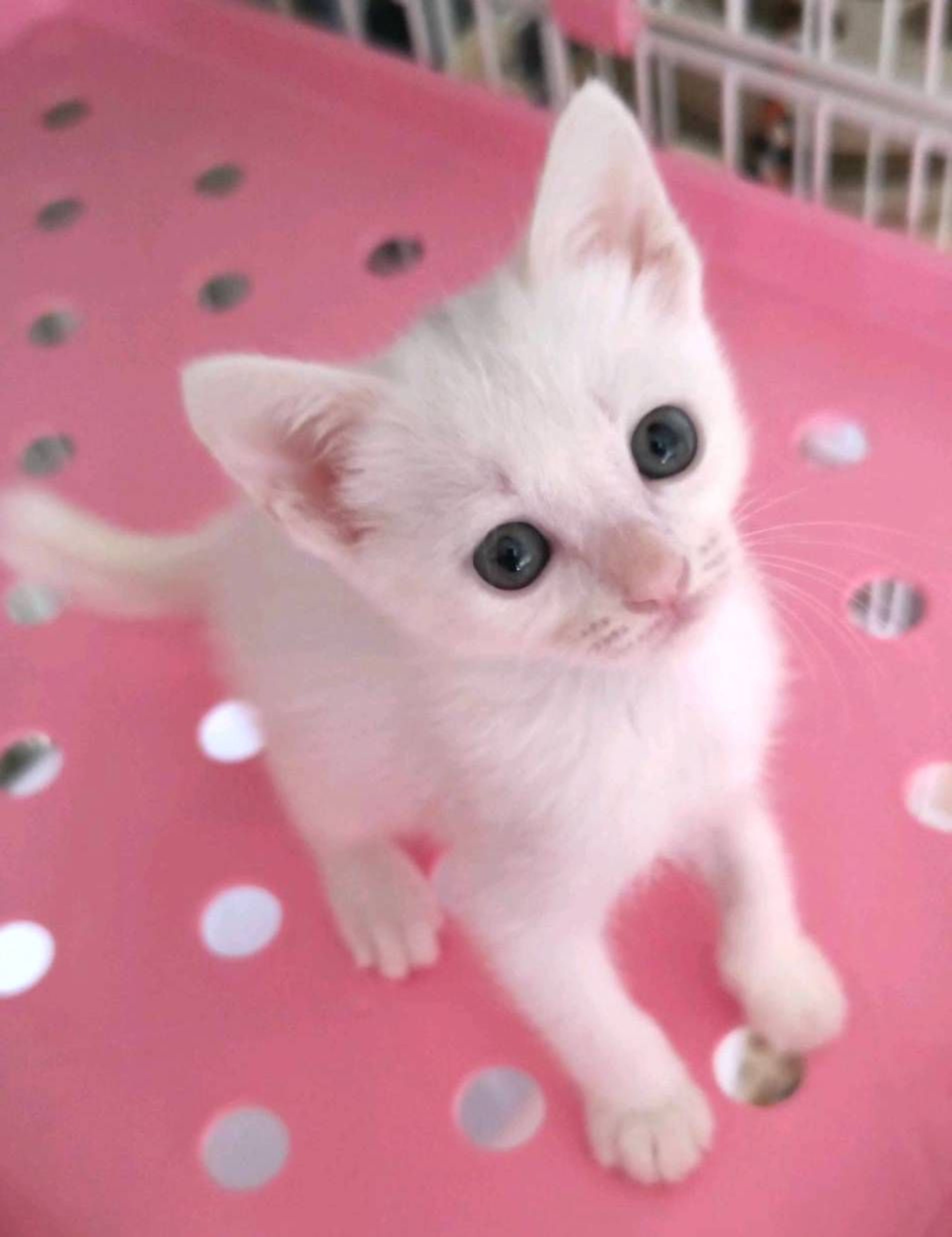雑種（ミックス猫）・メスの里親募集の写真