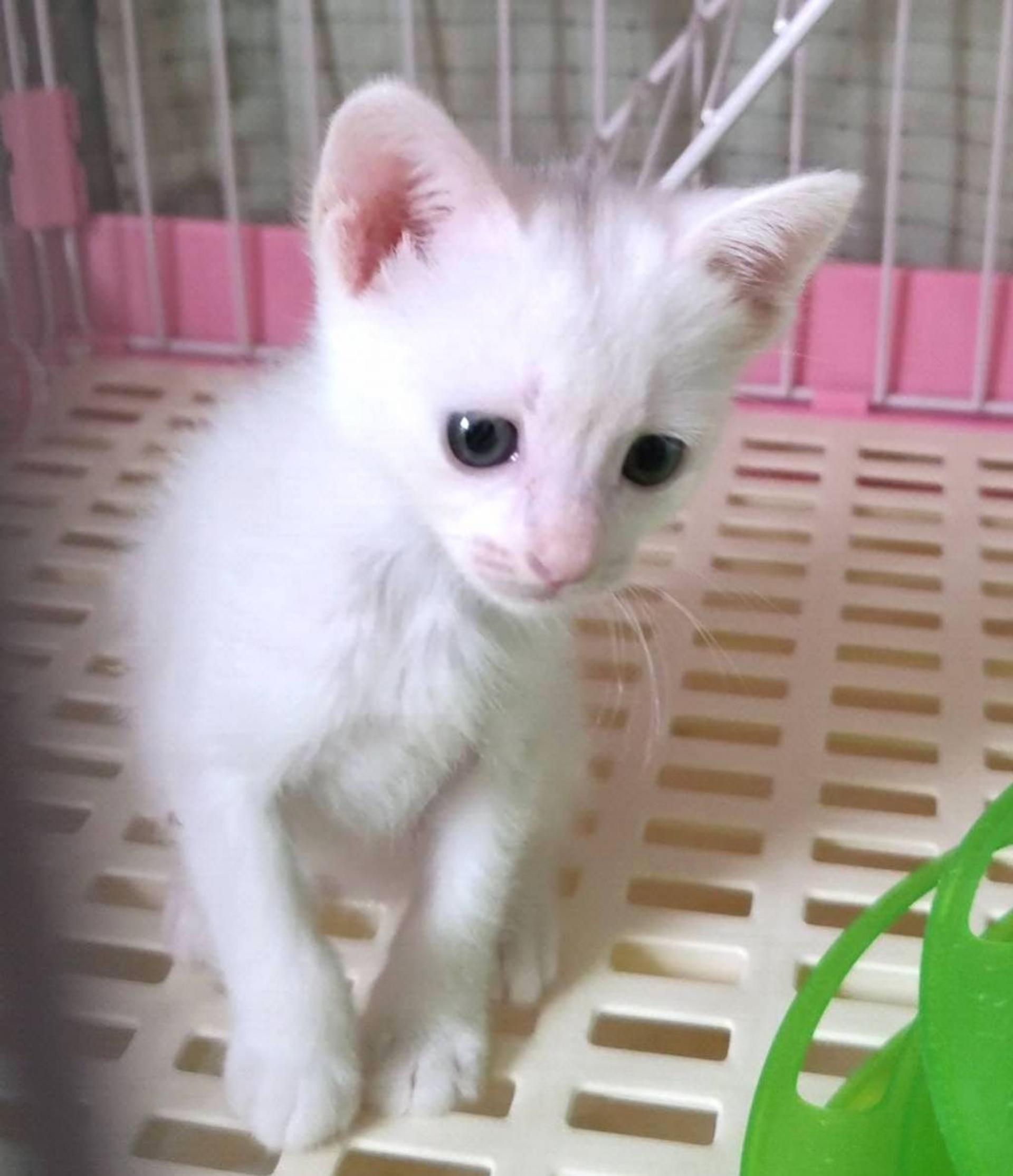 pet-image-2