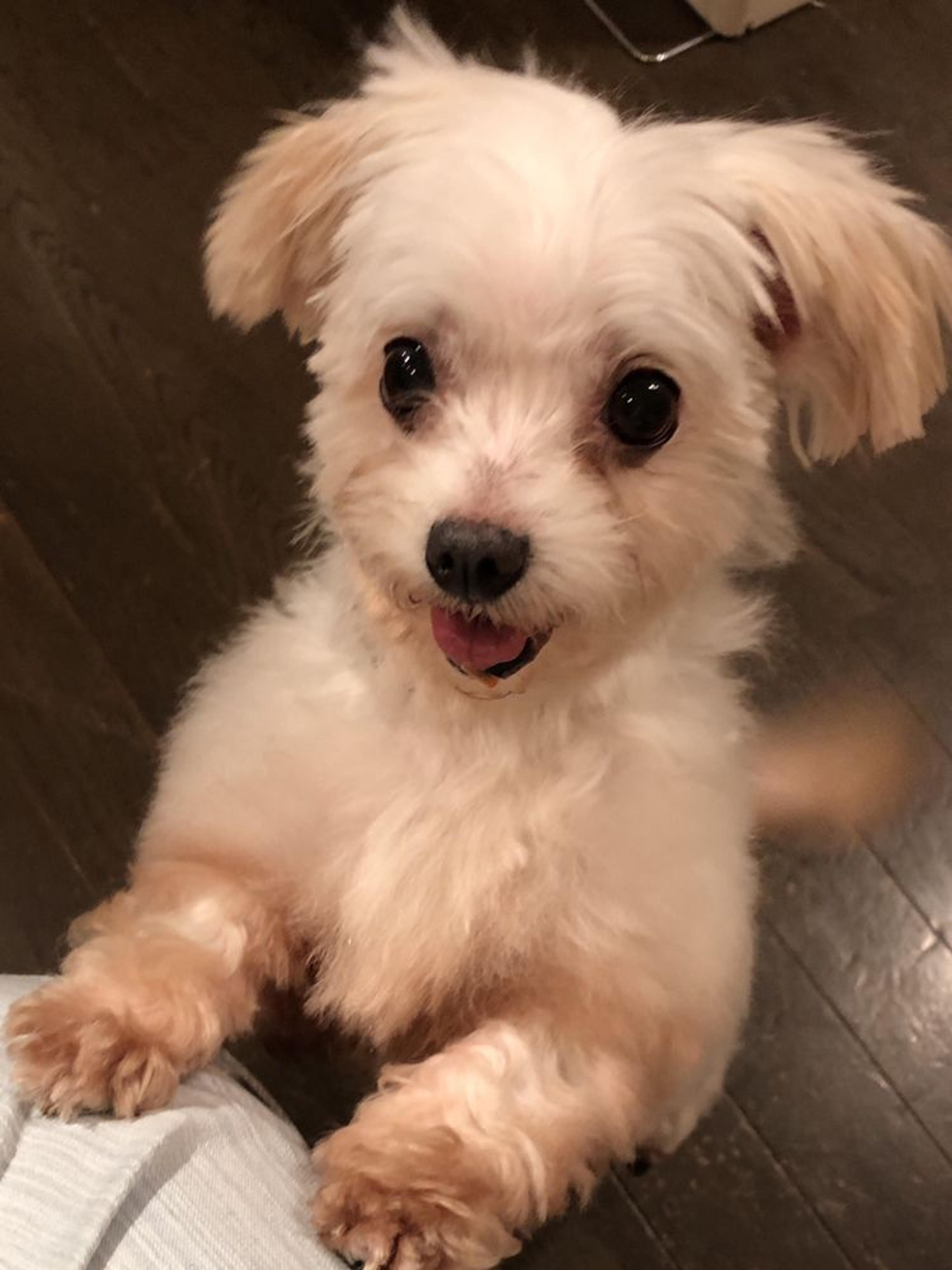 pet-image-2