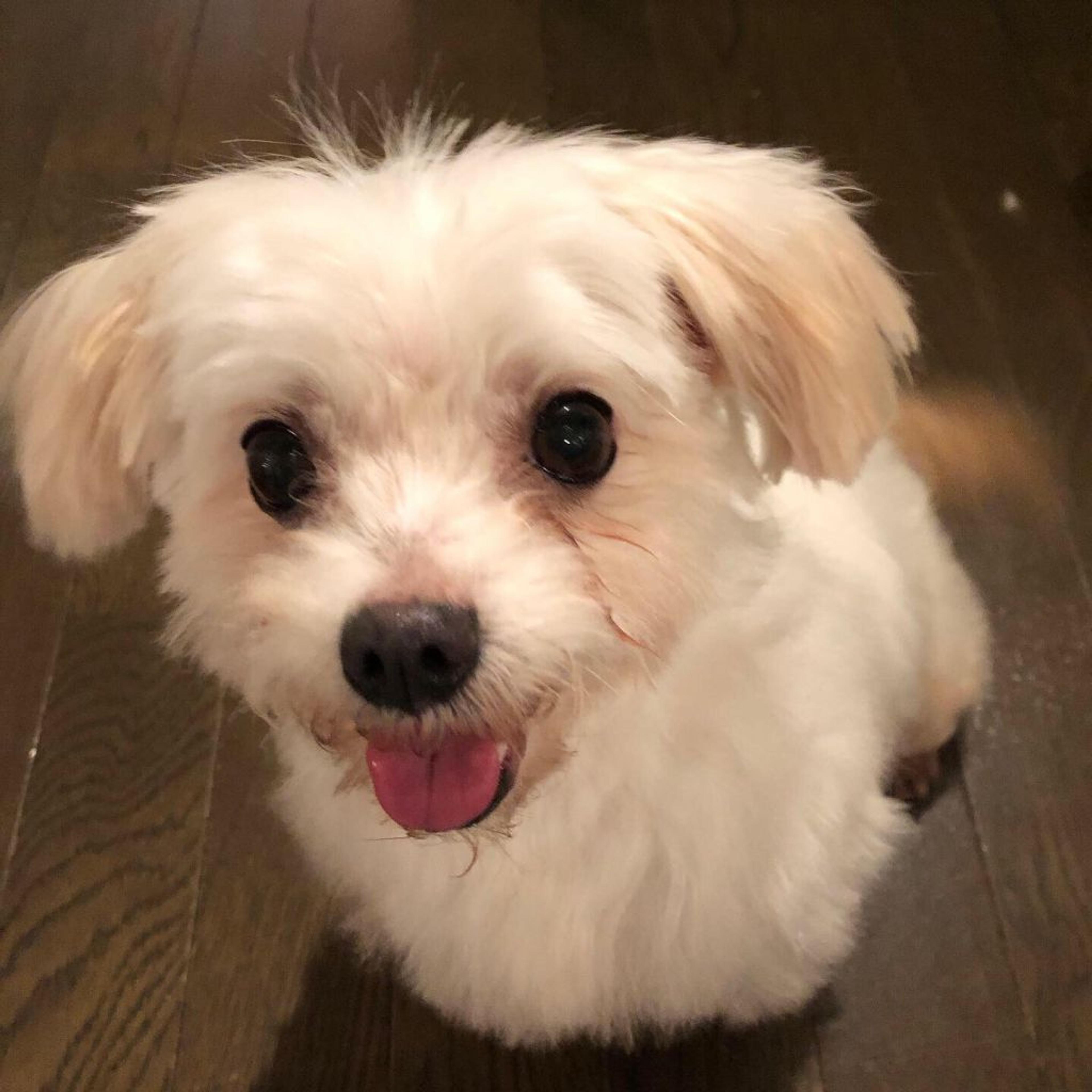 pet-image-3