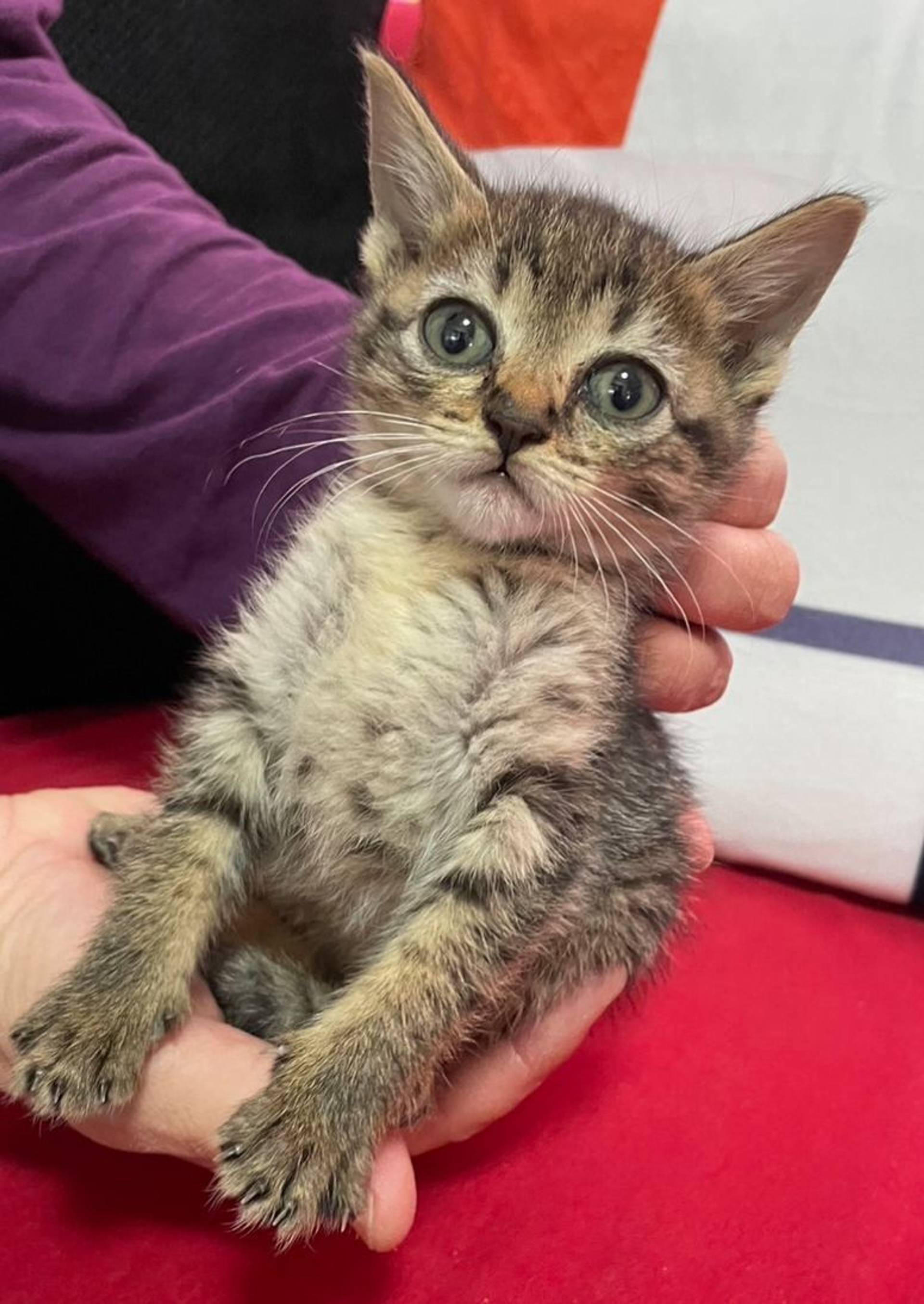 雑種（ミックス猫）・メスの里親募集の写真