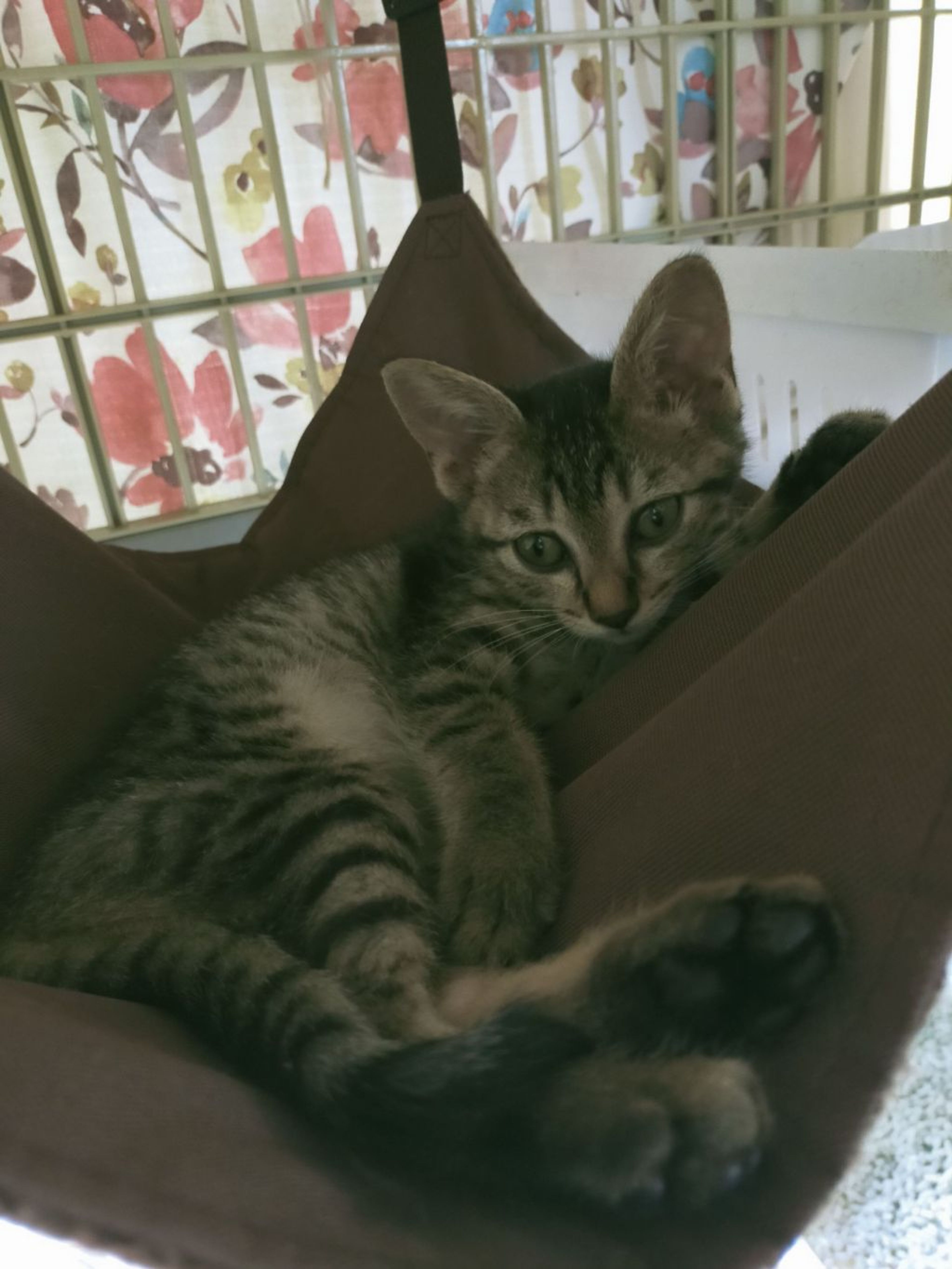 pet-image-2