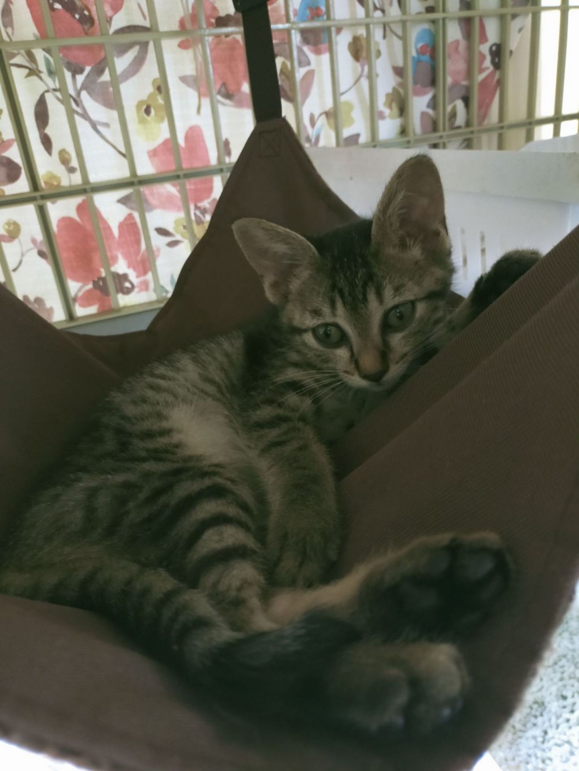 雑種（ミックス猫）・メスの里親募集の写真