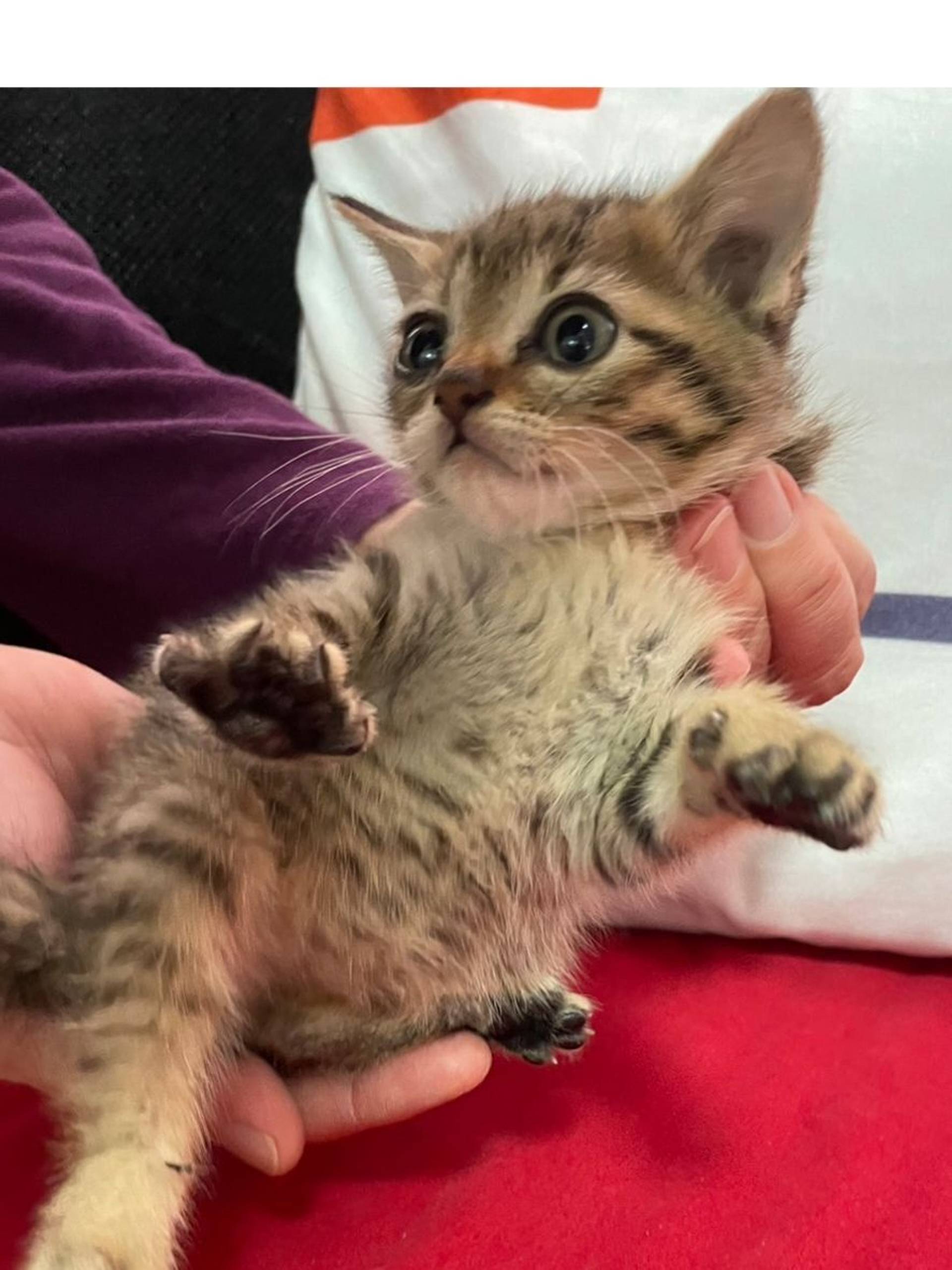 雑種（ミックス猫）・メスの里親募集の写真