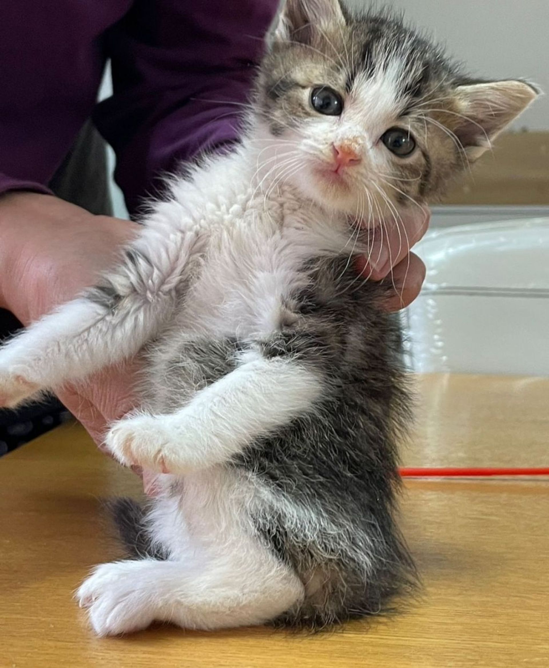 雑種（ミックス猫）・オスの里親募集の写真