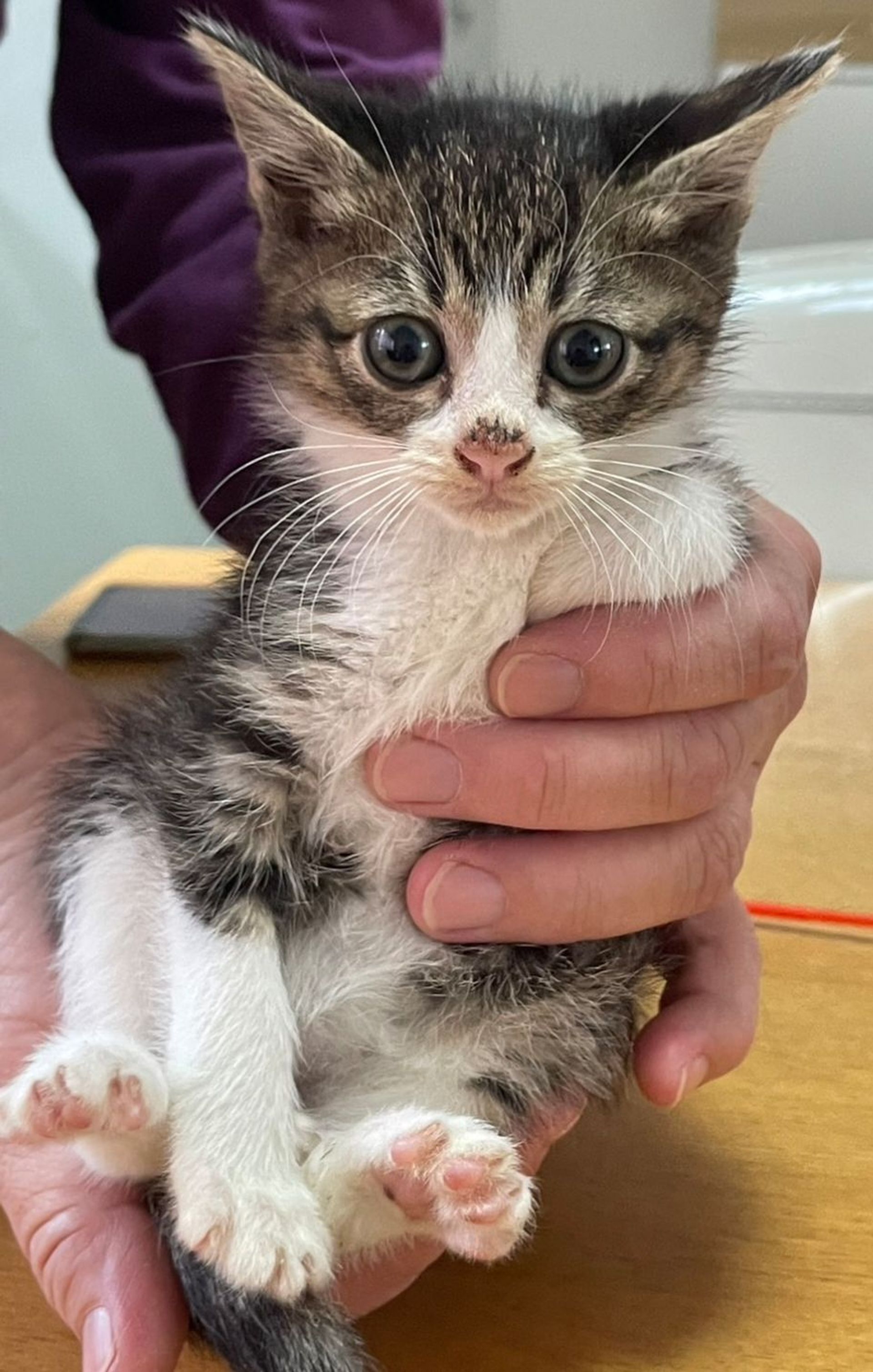 雑種（ミックス猫）・メスの里親募集の写真