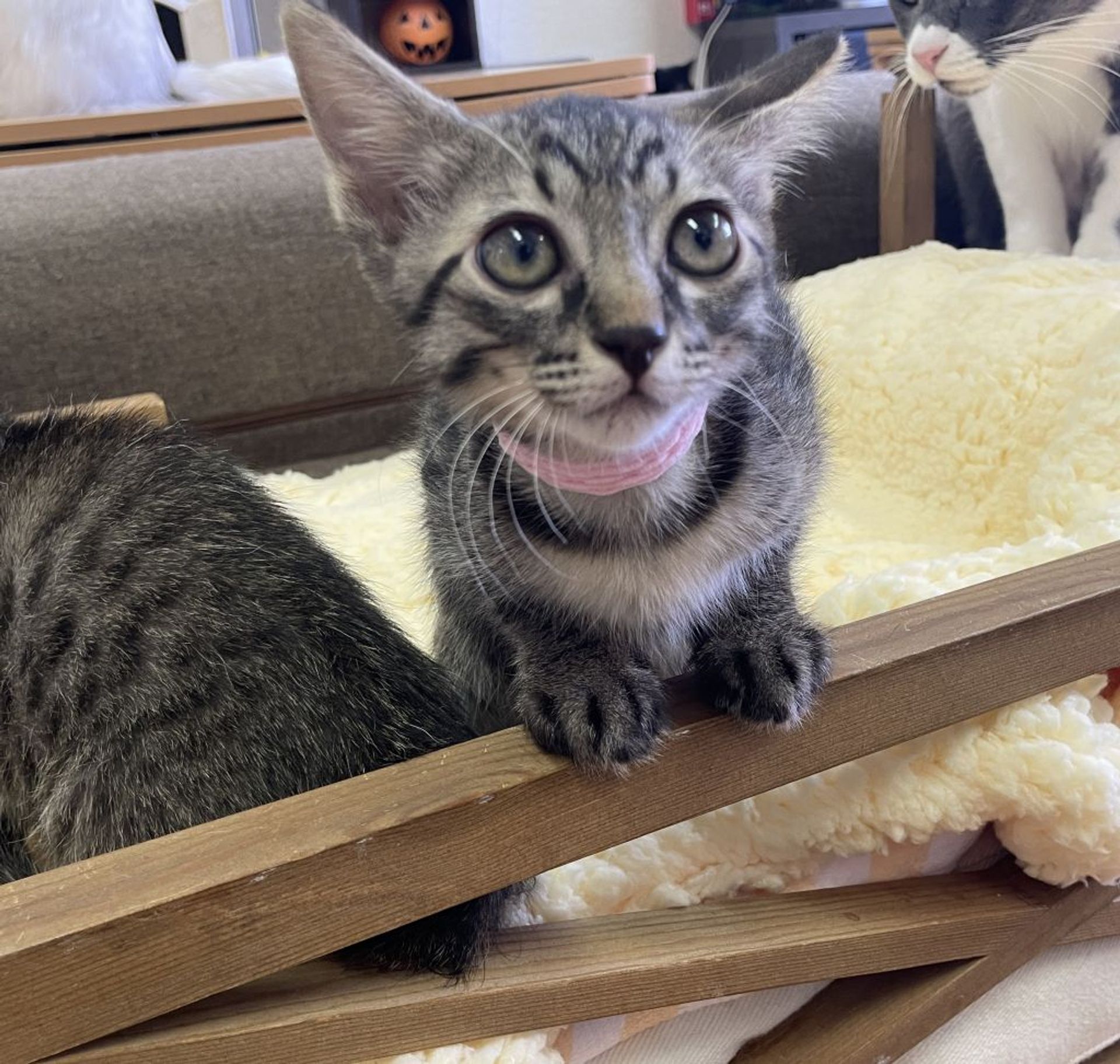 雑種（ミックス猫）・オスの里親募集の写真